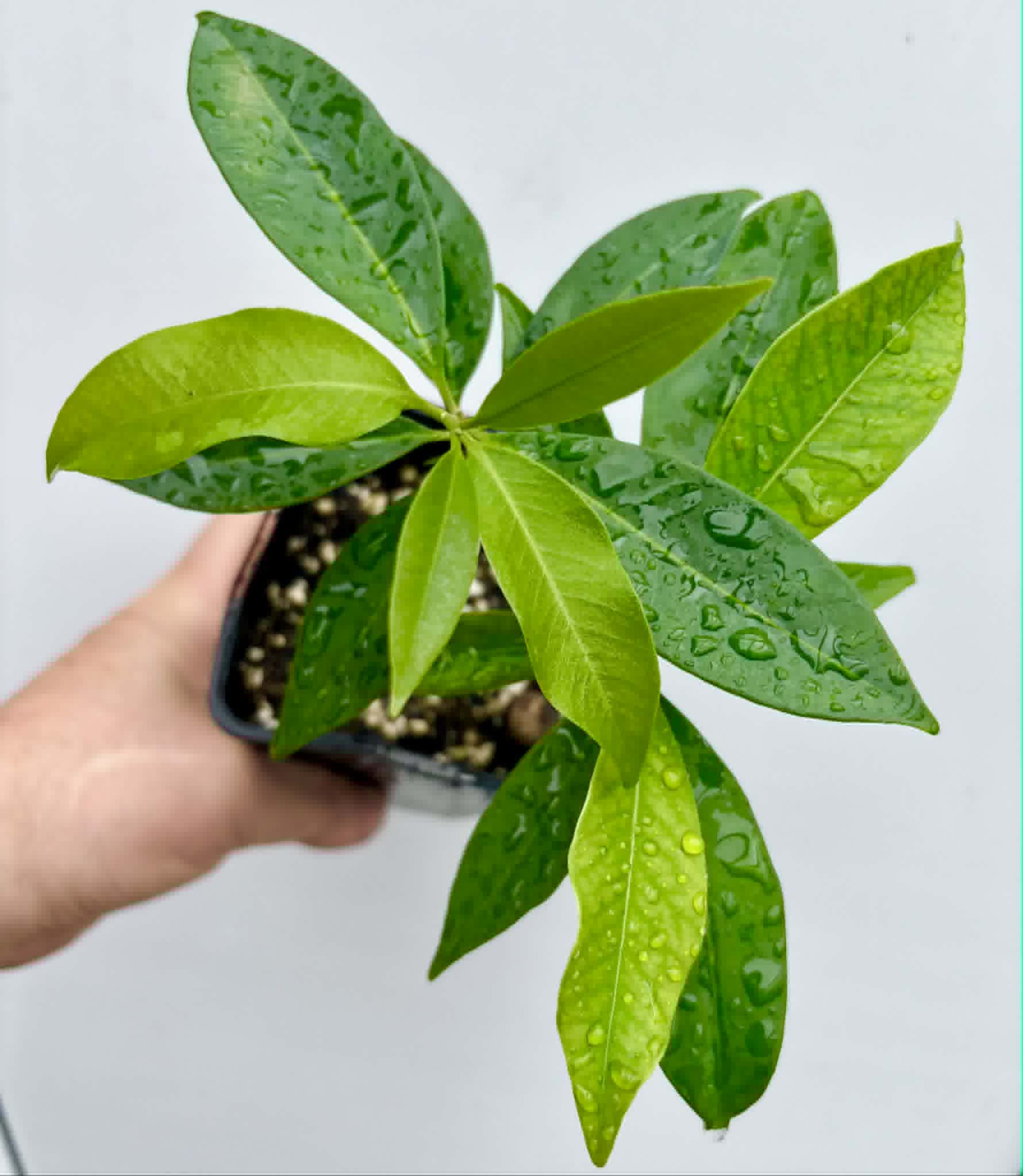 2 in 1 pot - Grumixama-açu (Eugenia villae-novae) - 2 seedlings in one pot / 2 Sämlinge in einem Topf