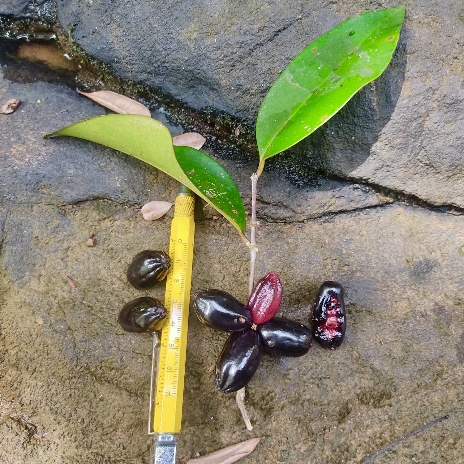 Pre Order - Eugenia sp Pitanguinha roxo escuro -  1 fresh seed / 1 frischer Samen