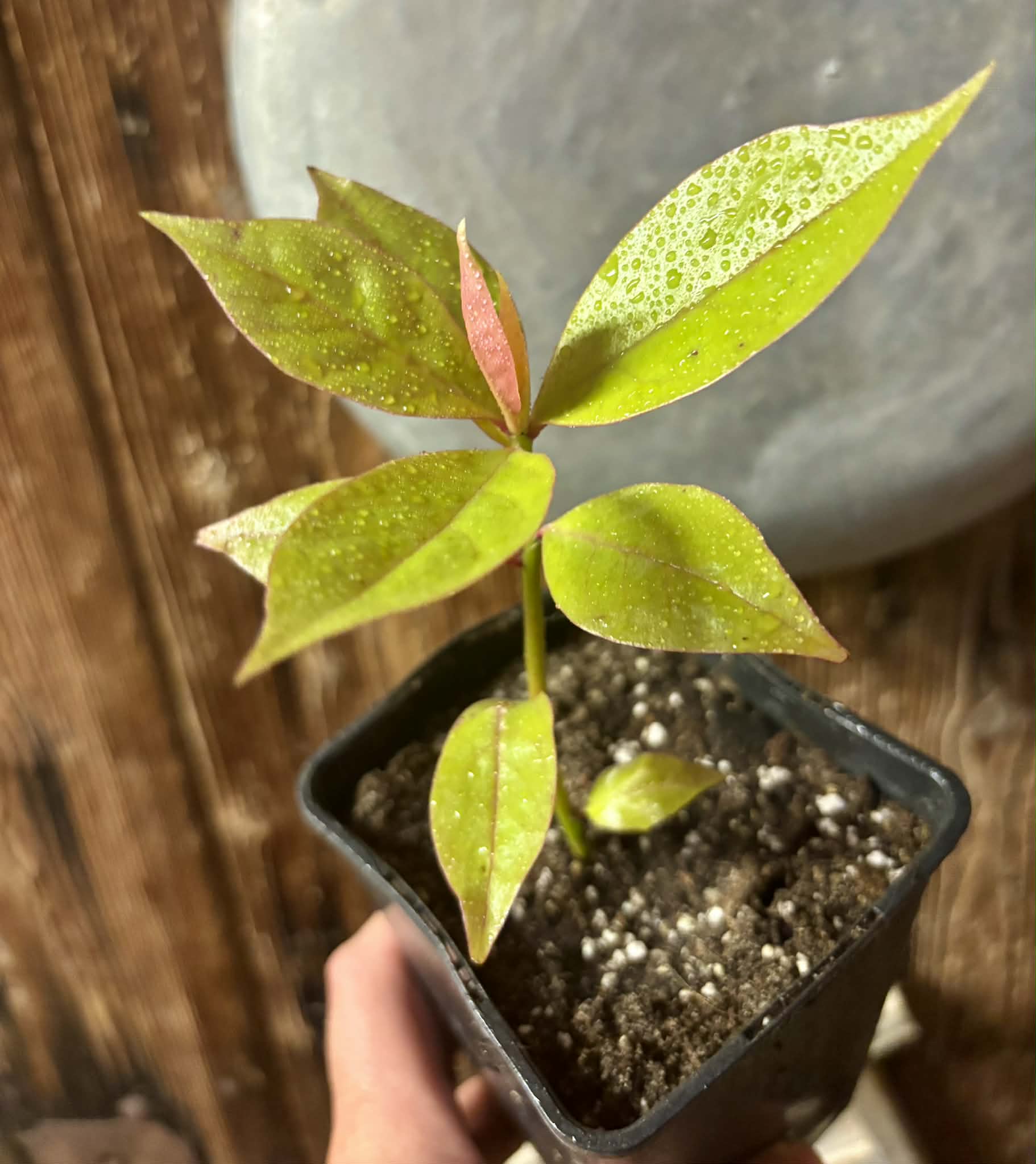Pereskia aculeata var. godseffiana (Barbados Gooseberry) - 1 potted plant / 1 getopfte Pflanze