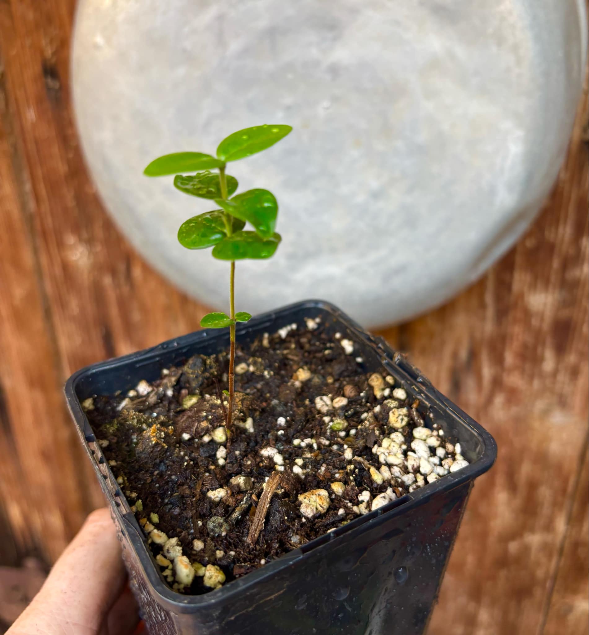 Eugenia selloi - Pitangatuba -  1 small potted seedling / 1 kleiner, getopfter Sämling