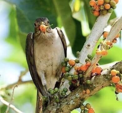 Fruta de Sabia (Iochroma arborescens) - 1 fresh seed / 1 frischer Samen