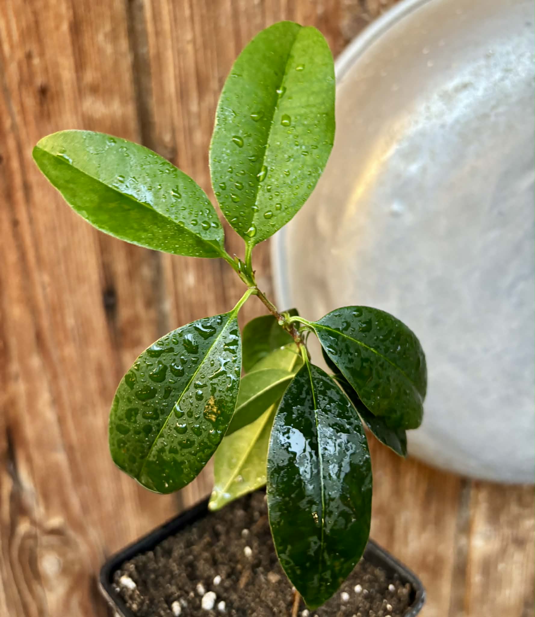 Eugenia dichroma - Pitanga Fanta - 1 potted seedling / 1 getopfter Sämling