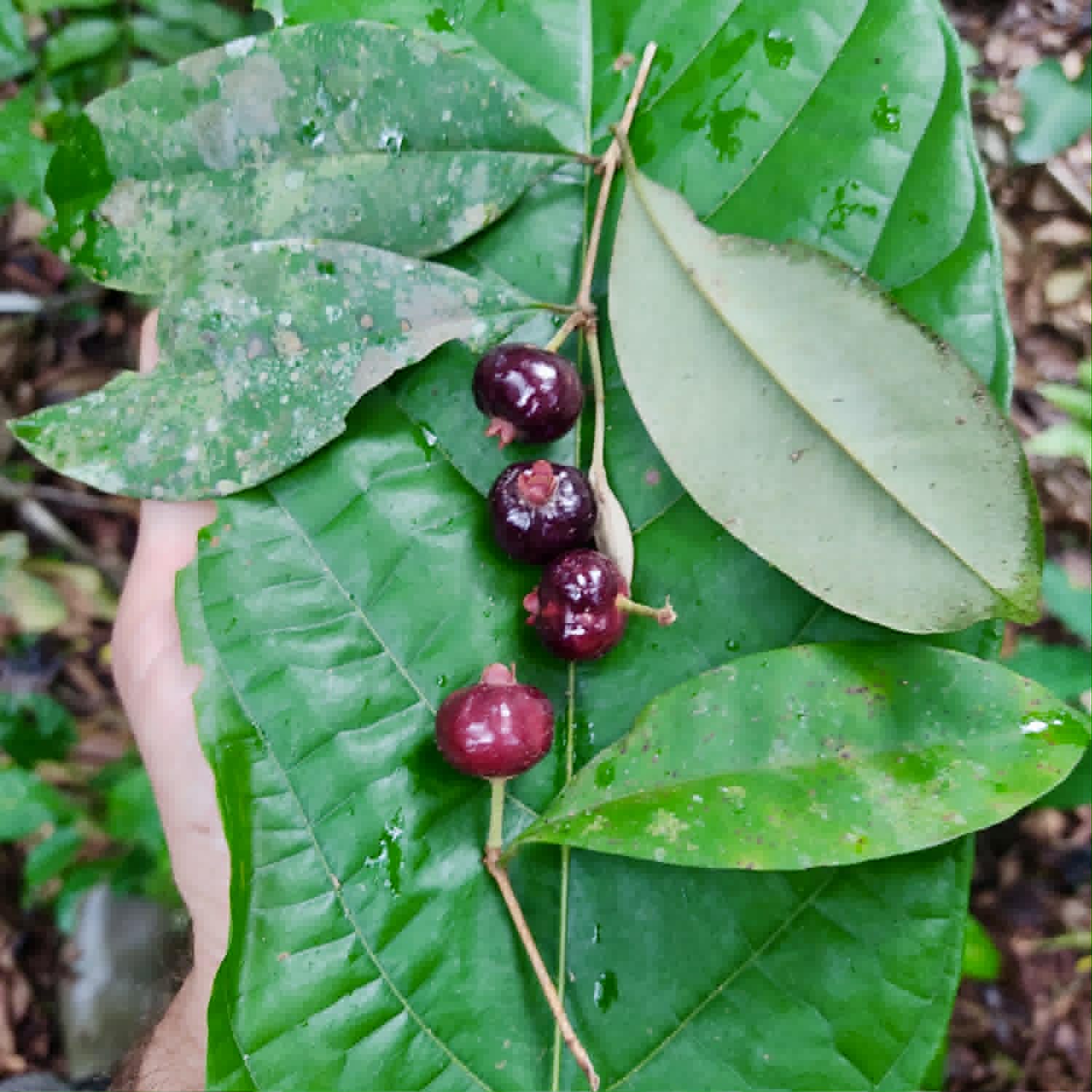 Pre Order - Eugenia pisiformis var. Uruçuca - 1 fresh seed / 1 frischer Samen