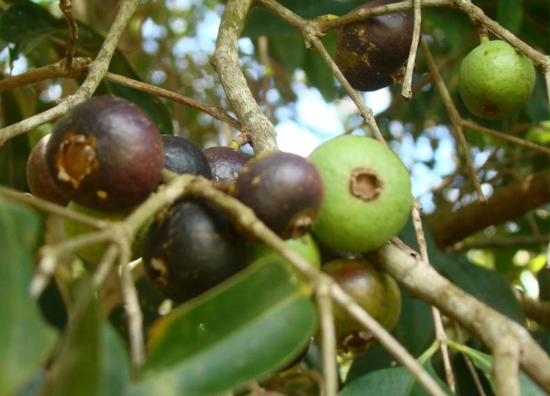 Pre Order - Mandapuçá (Mouriri glazioviana) -  1 fresh seed / 1 frischer Samen