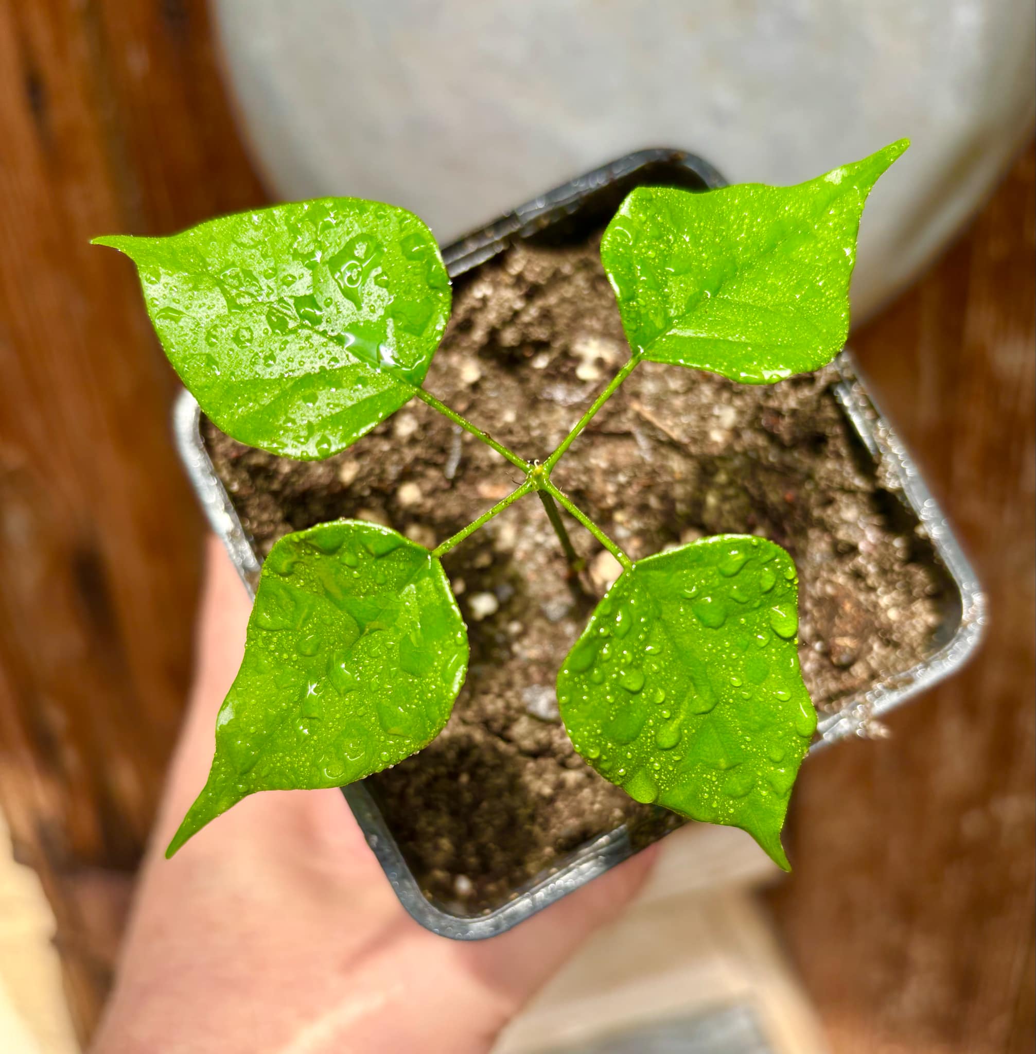 Velvet Tamarind (Dialium cochichinense) - 1 small potted seedling / 1 kleiner, getopfter Sämling