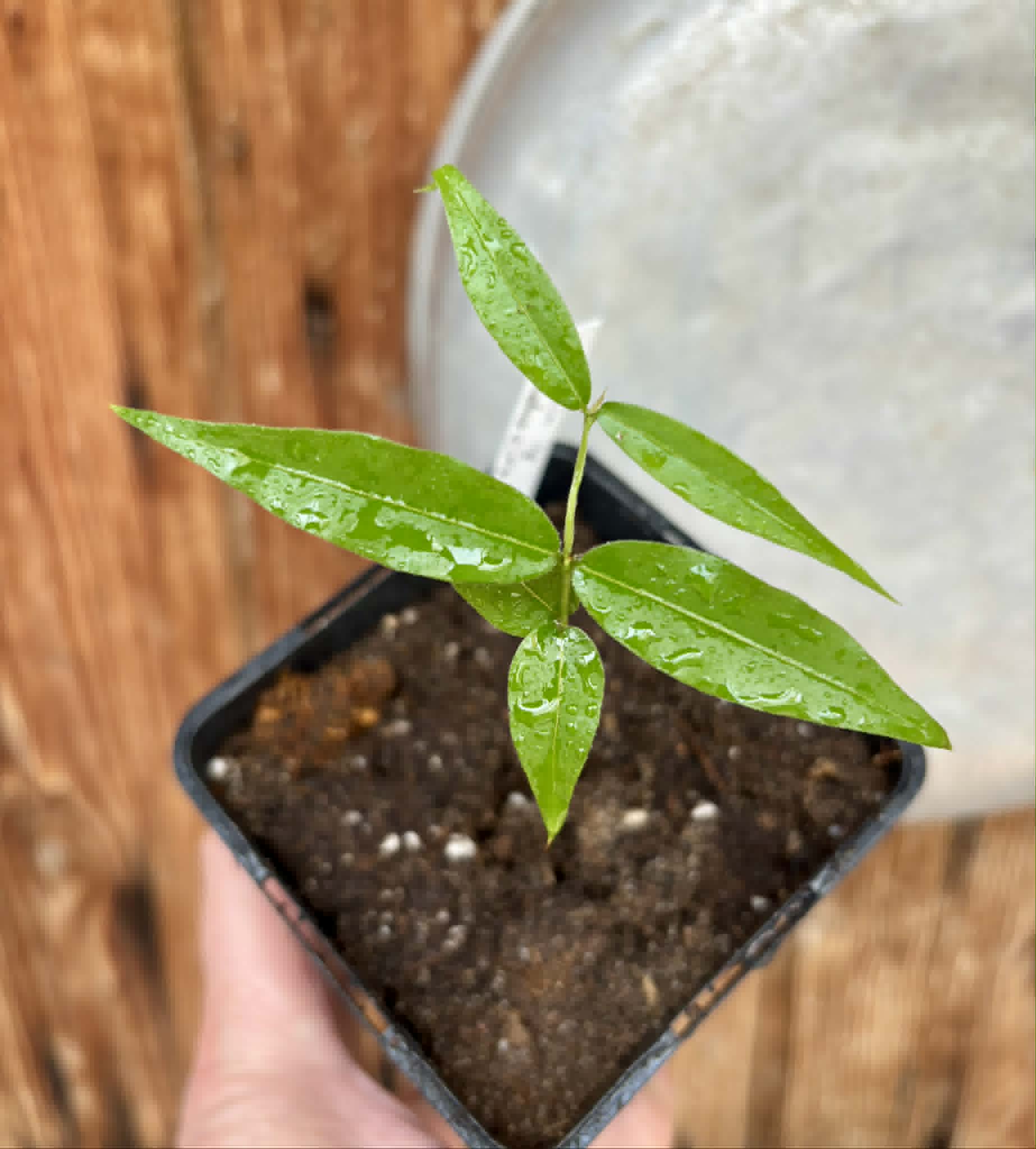 Plinia sp. Cachoeiro de Itapemirim - 1 potted seedling / 1 getopfter Sämling