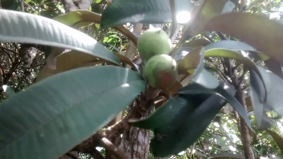 Manilkara longifolia - 1 germinated seeds / 1 gekeimter Samen Manilkara longifolia - 1 germinated seeds / 1 gekeimter Samen