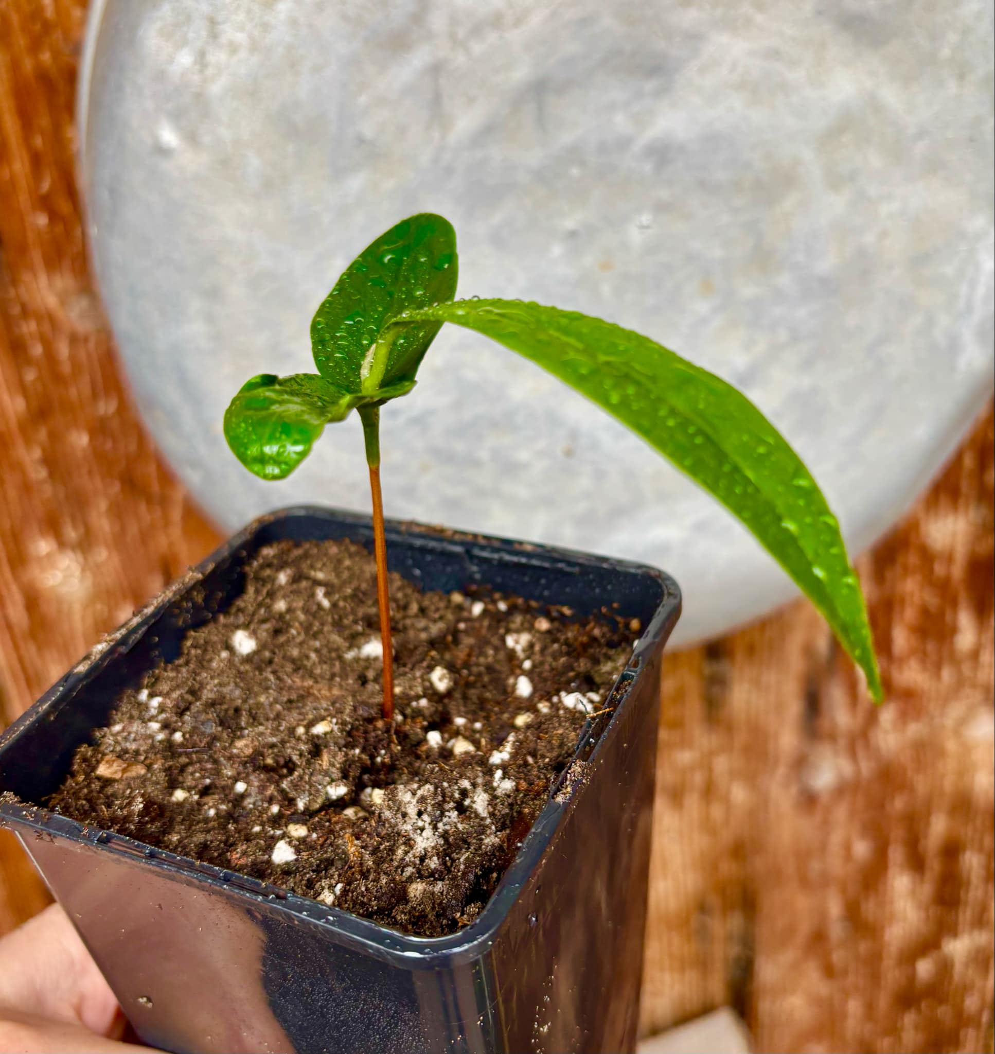 Aquai (Chrysophyllum gonocarpum)  -  1  potted seedling / 1 getopfter Sämling