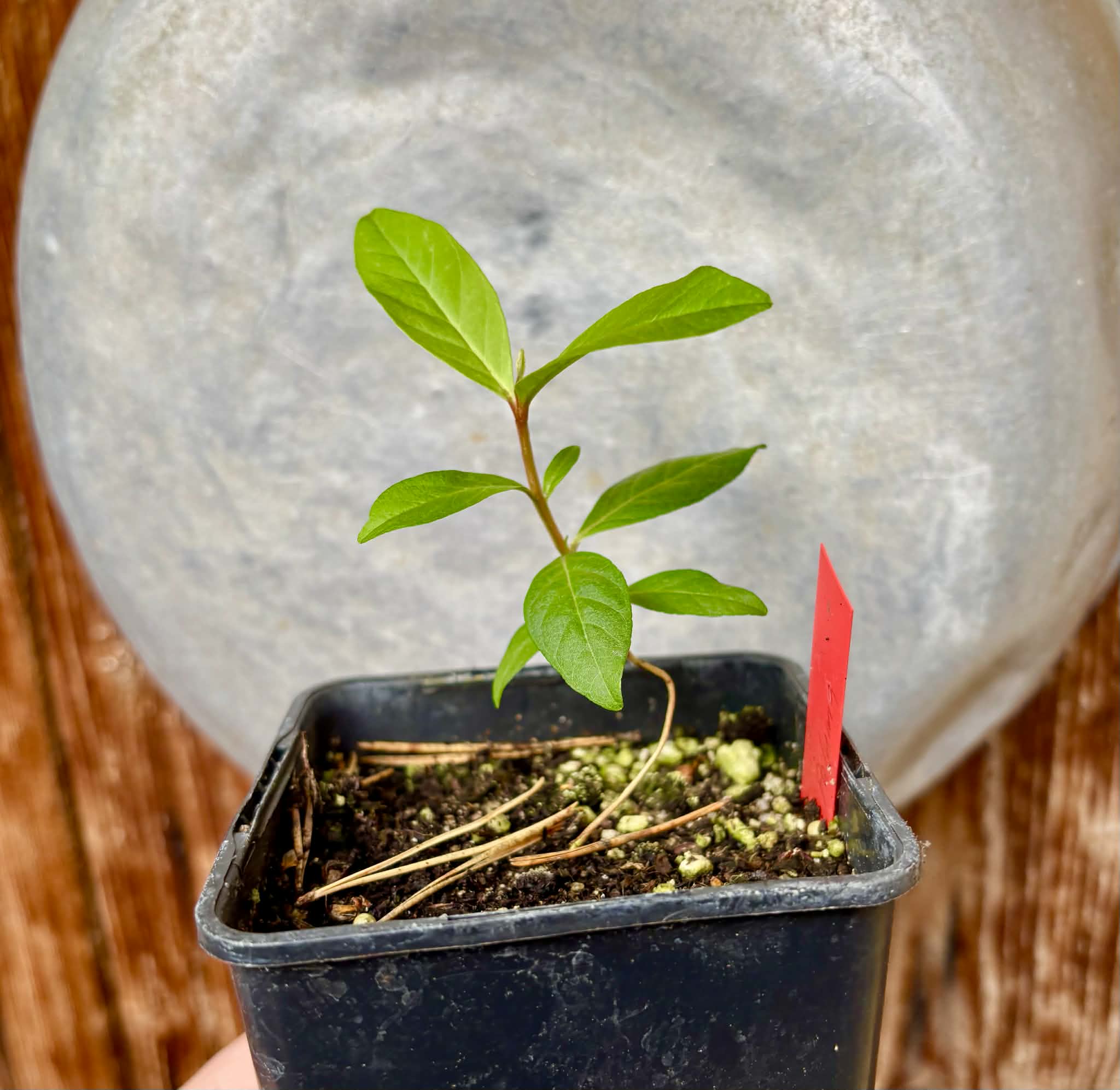 Psidium guajava  "Paluma"  - 1 potted seedling / 1 getopfter Sämling