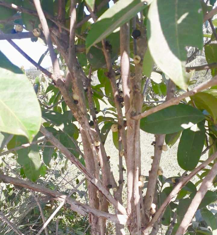 Eugenia sp cauliflor Rondonia - 1 fresh seed / 1 frischer Samen