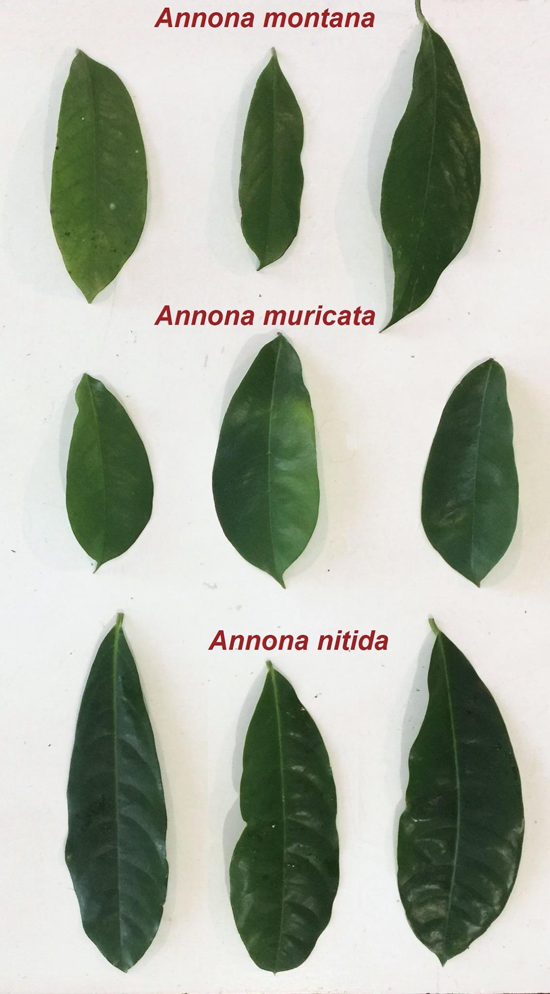 Annona montana - 1 germinated seed / 1 gekeimter Samen