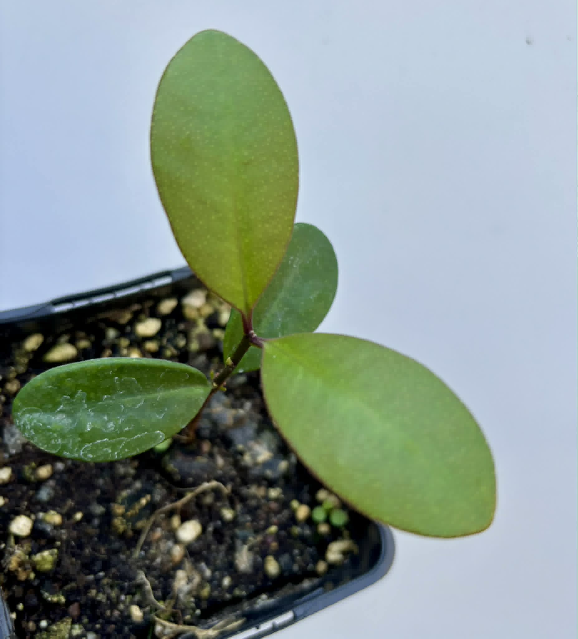 last plant - Eugenia sp Pindoca - 1 potted seedling / 1 getopfter Sämling