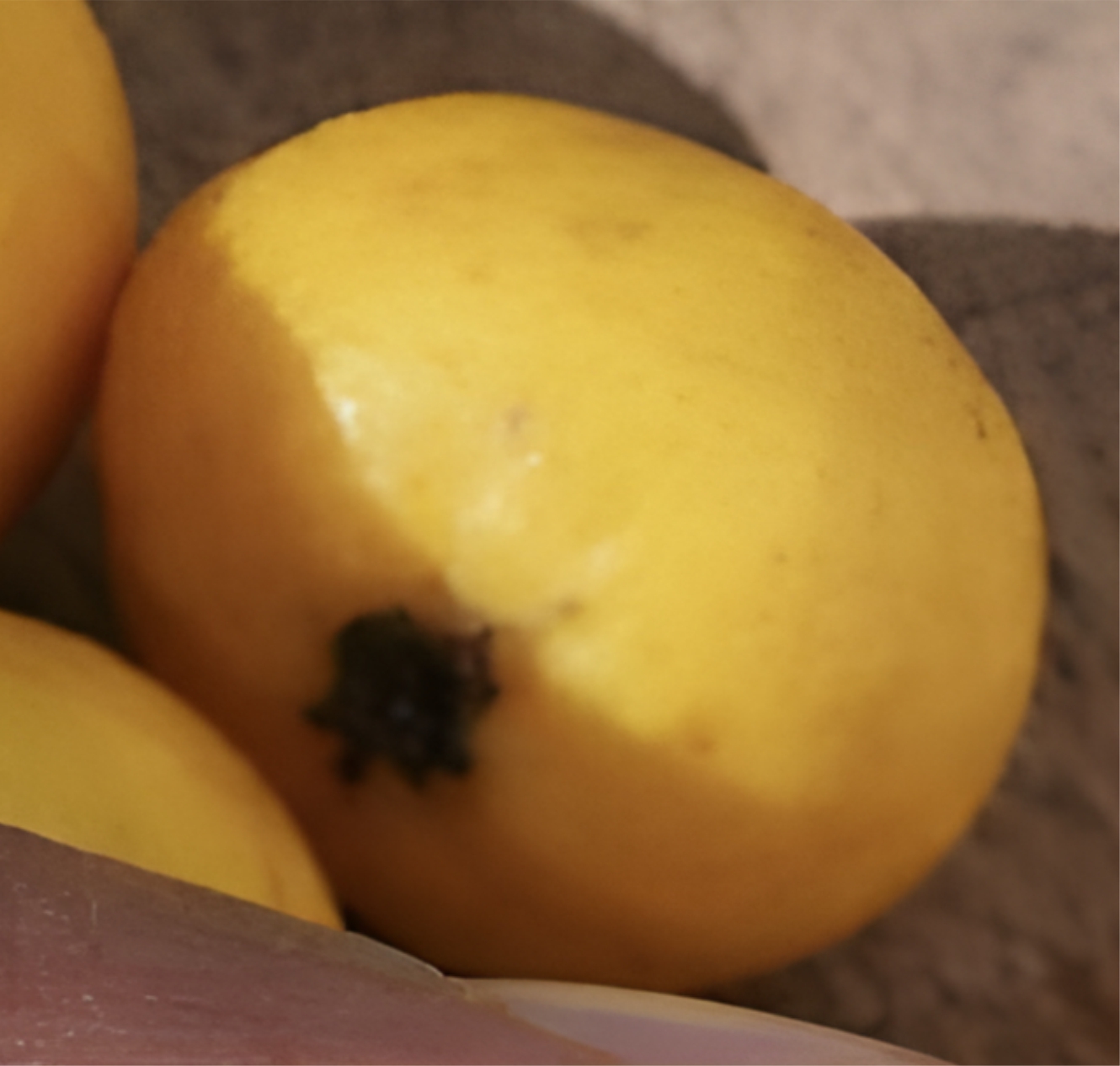 Plinia povedae - 1 potted seedling / 1 getopfter Sämling