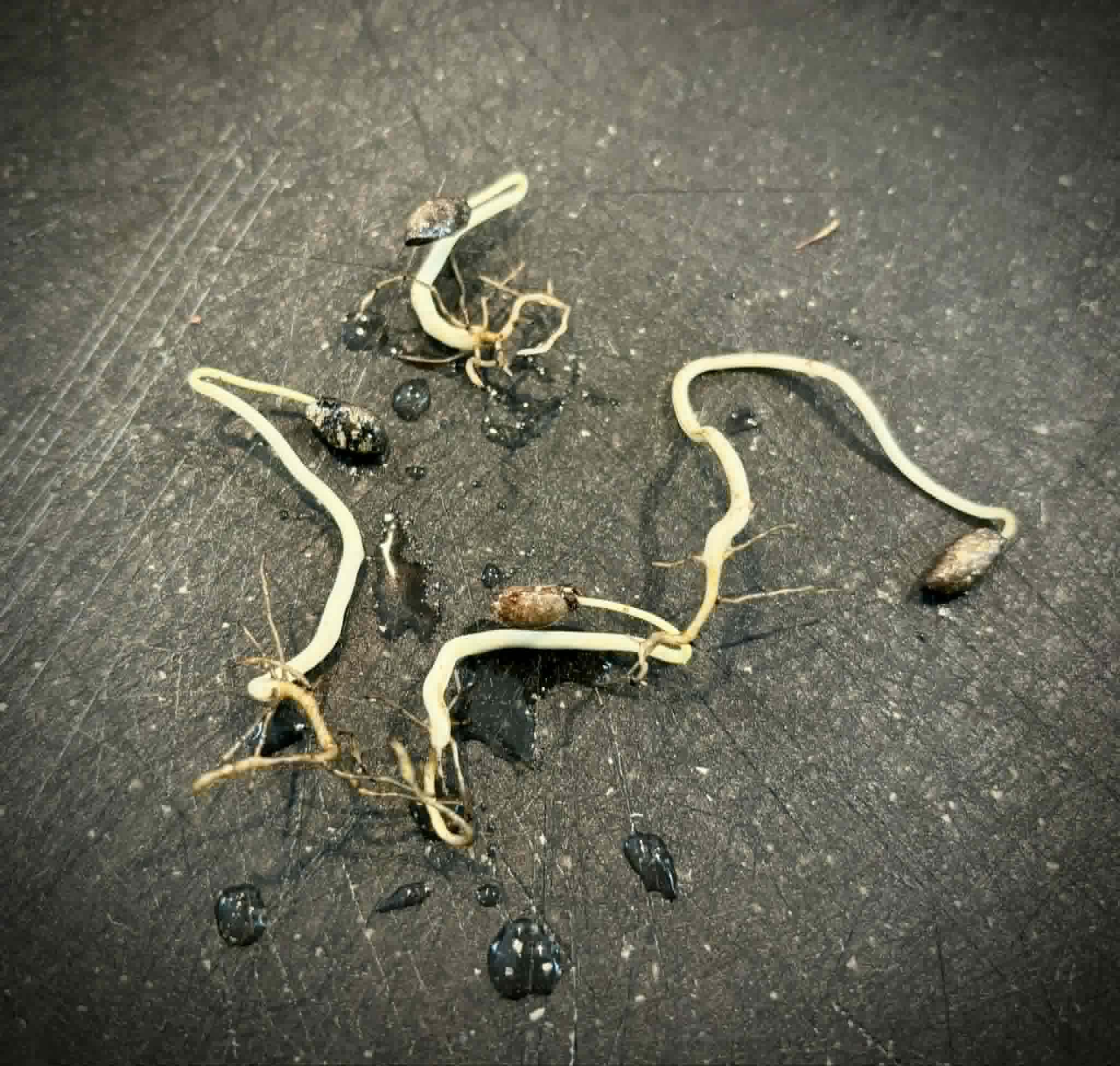 Duguetia cf quitarensis - 1 germinated seed / 1 gekeimter Samen