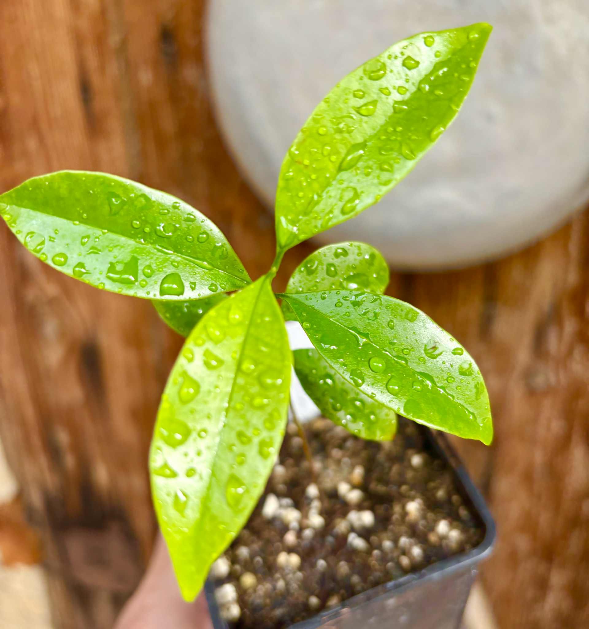Eugenia zuccarini - 1 potted seedling / 1 getopfter Sämling