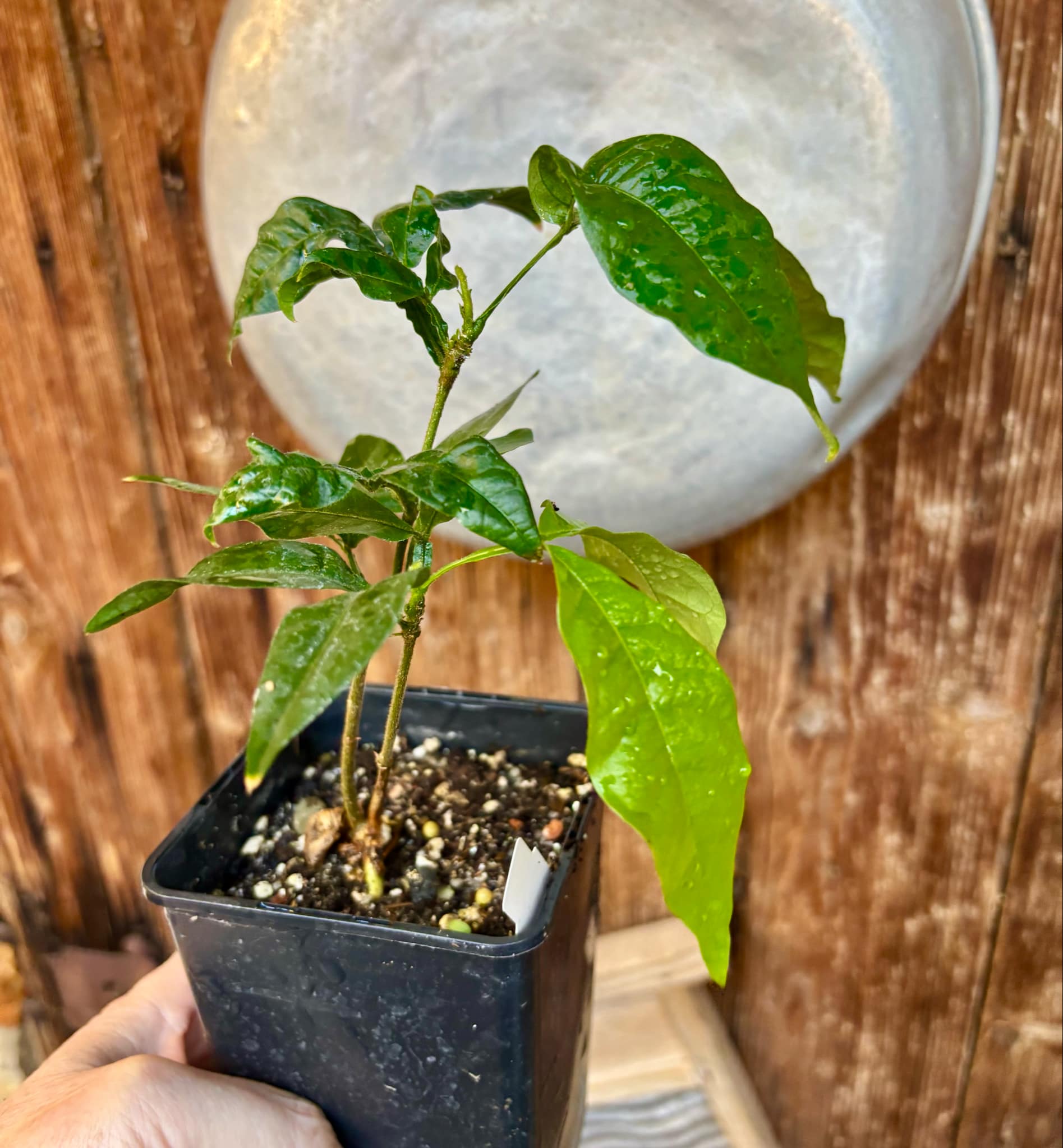 Inga feuilleei - Pacay Ice Cream Bean Nr. 3 - 1 potted plant / 1 getopfte Pflanze Inga feuilleei - Pacay Ice Cream Bean Nr. 3 - 1 potted plant / 1 getopfte Pflanze