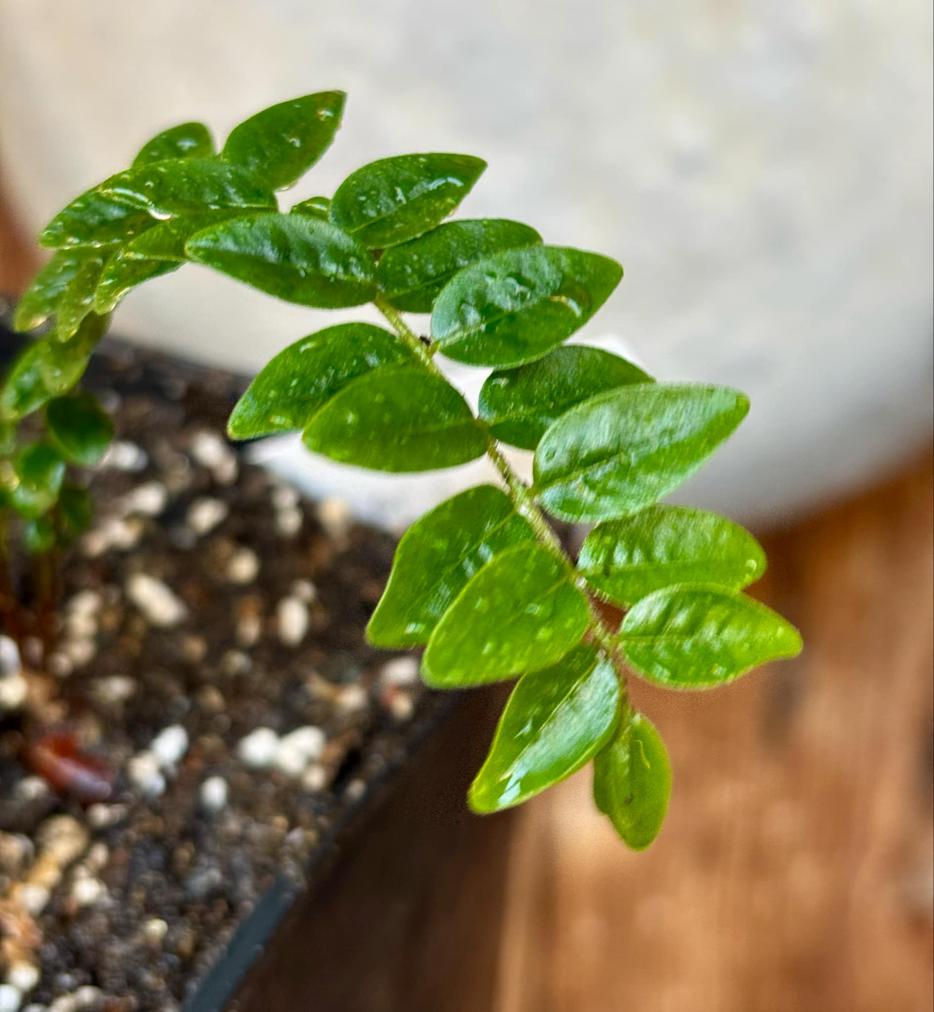 Myrciaria sp Pastora - 1 small potted seedling / 1 kleiner, getopfter Sämling