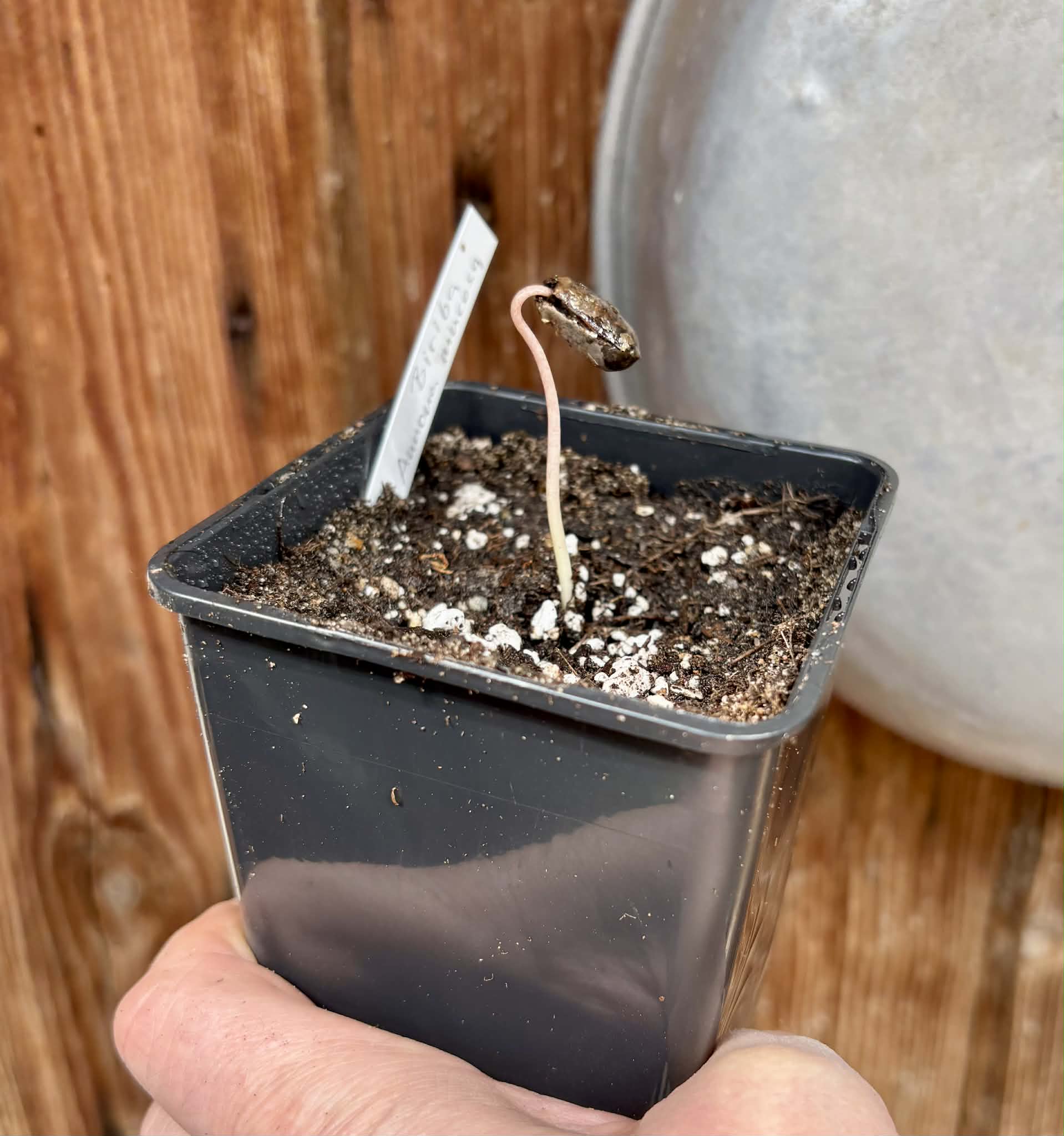 Biriba / Rollinia (Annona mucosa) - 1 potted seedling / 1 getopfter Sämling