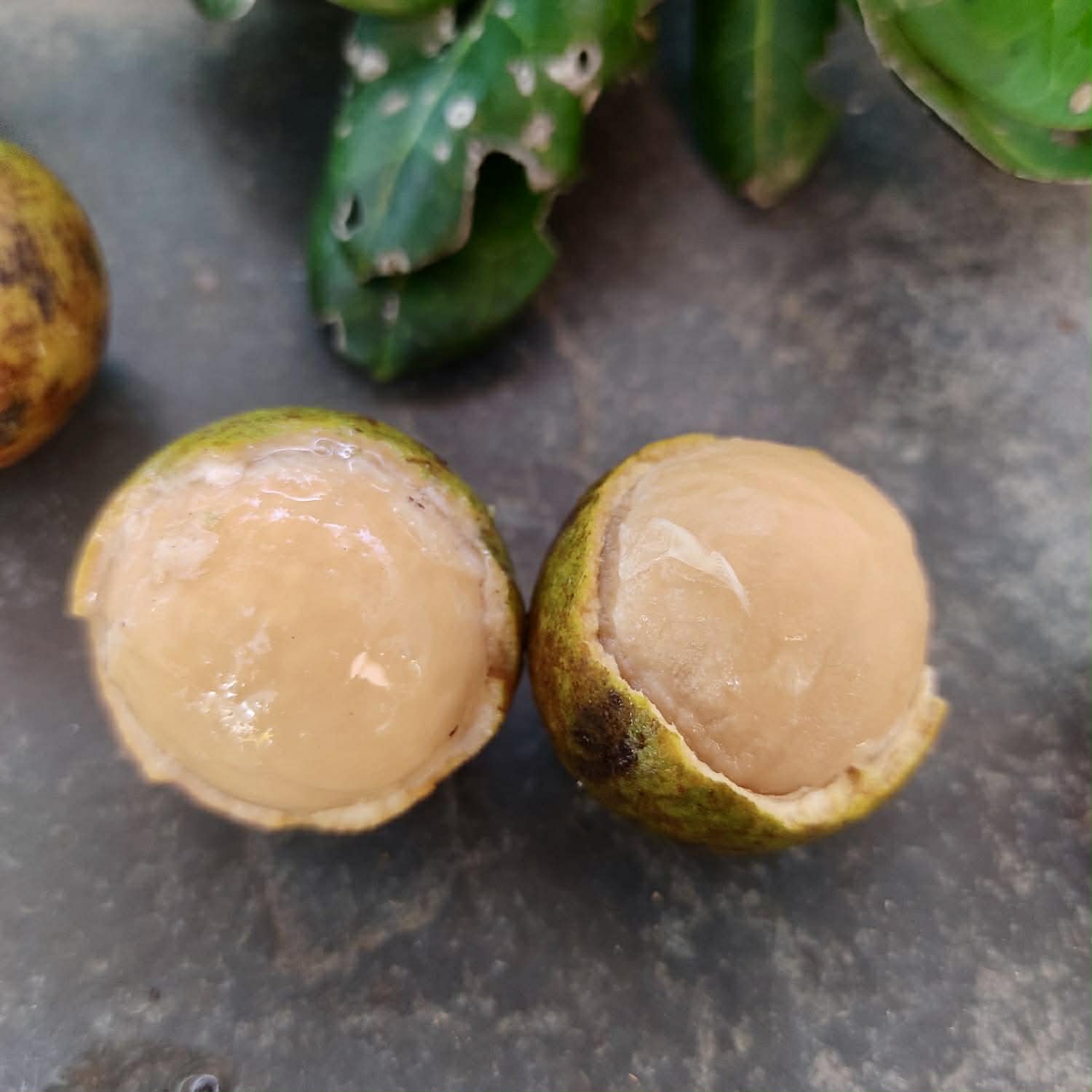 Pre Order - Talisia sp Camamu - 1 fresh seed / 1 frischer Samen