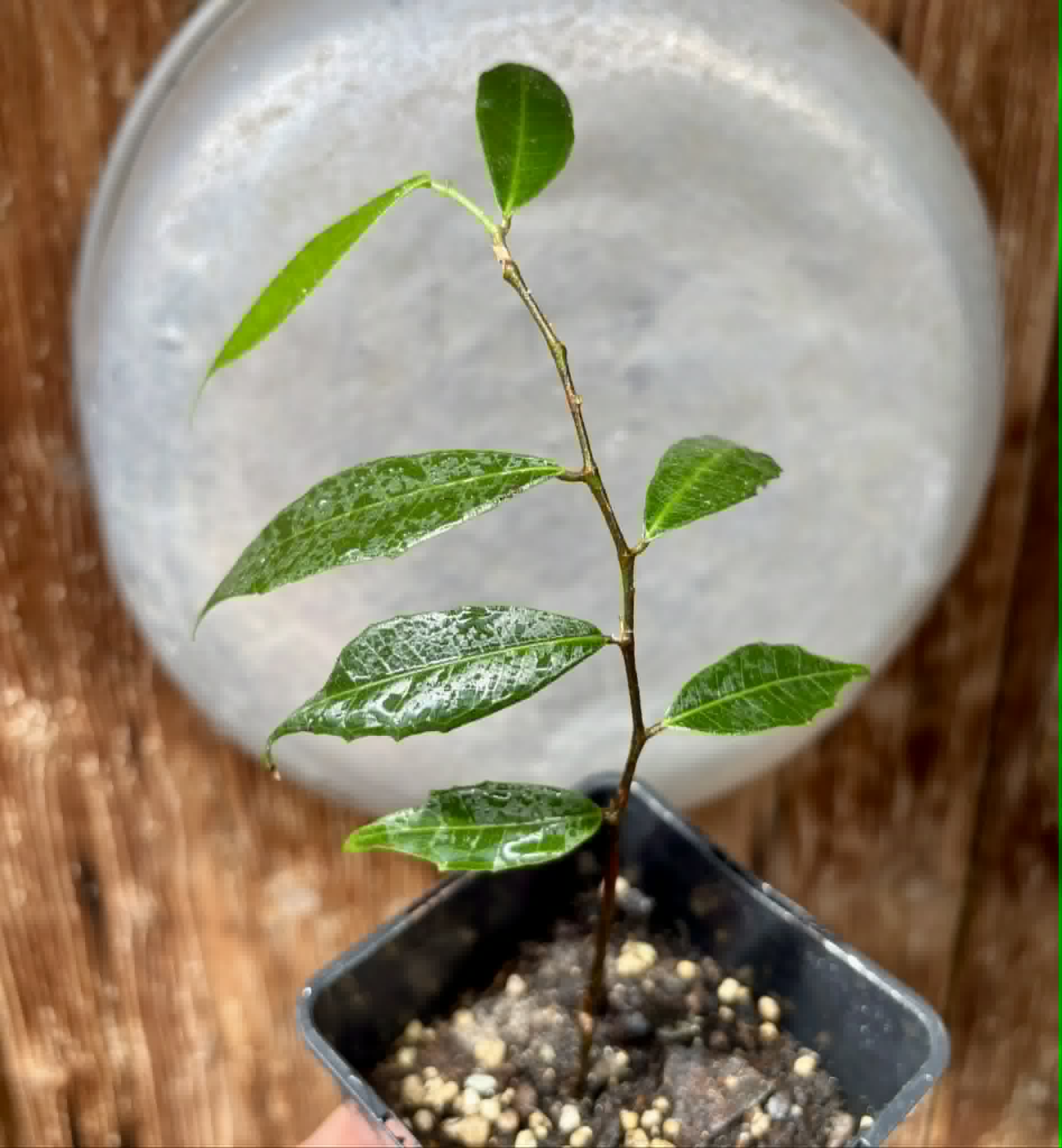 Brosimum alicastrum - Maya nut / Maya Nuss - 1 potted plant / 1 getopfte Pflanze