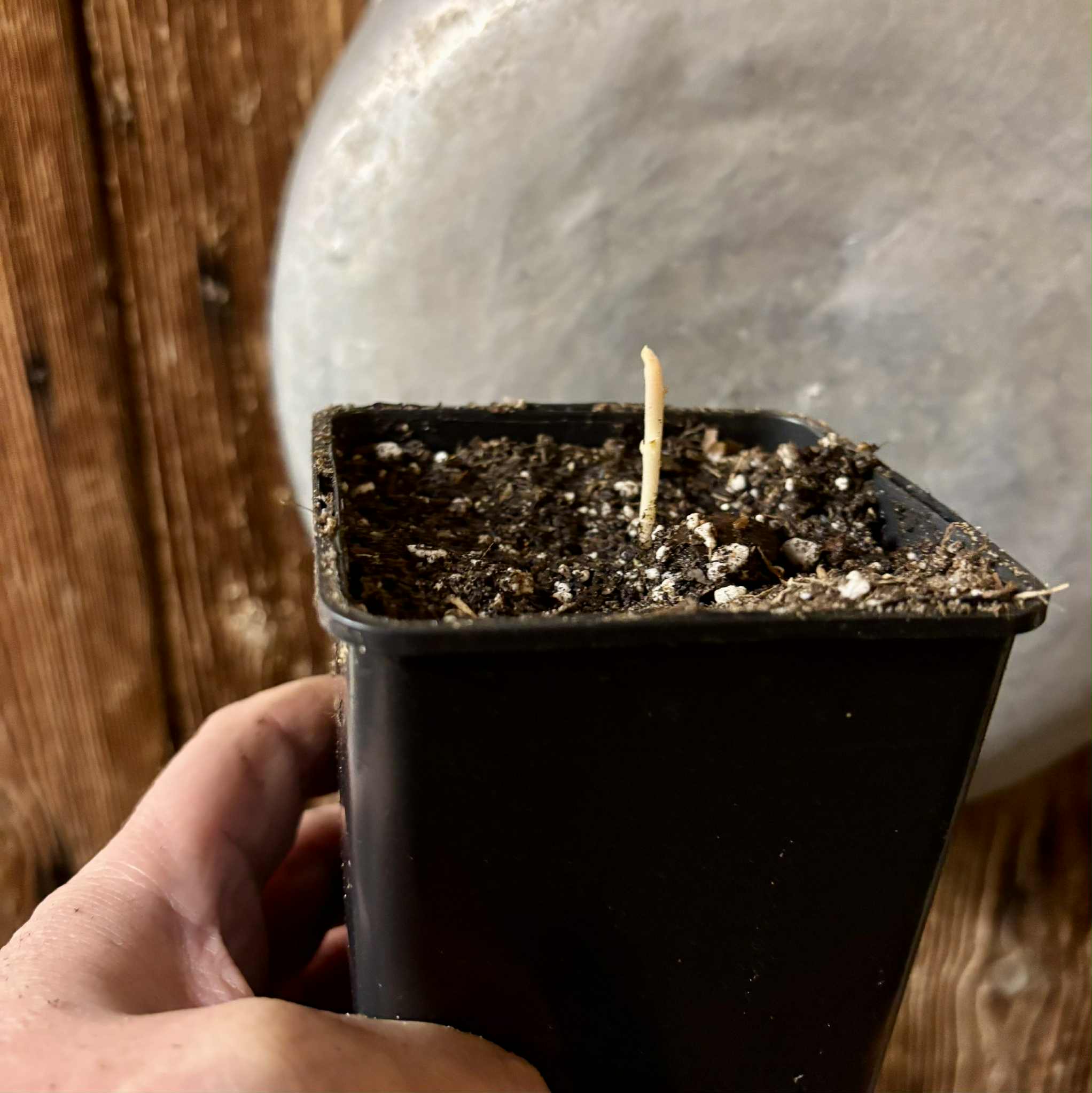 Melicoccus sp Bahia - 1 potted seedling / 1 getopfter Sämling