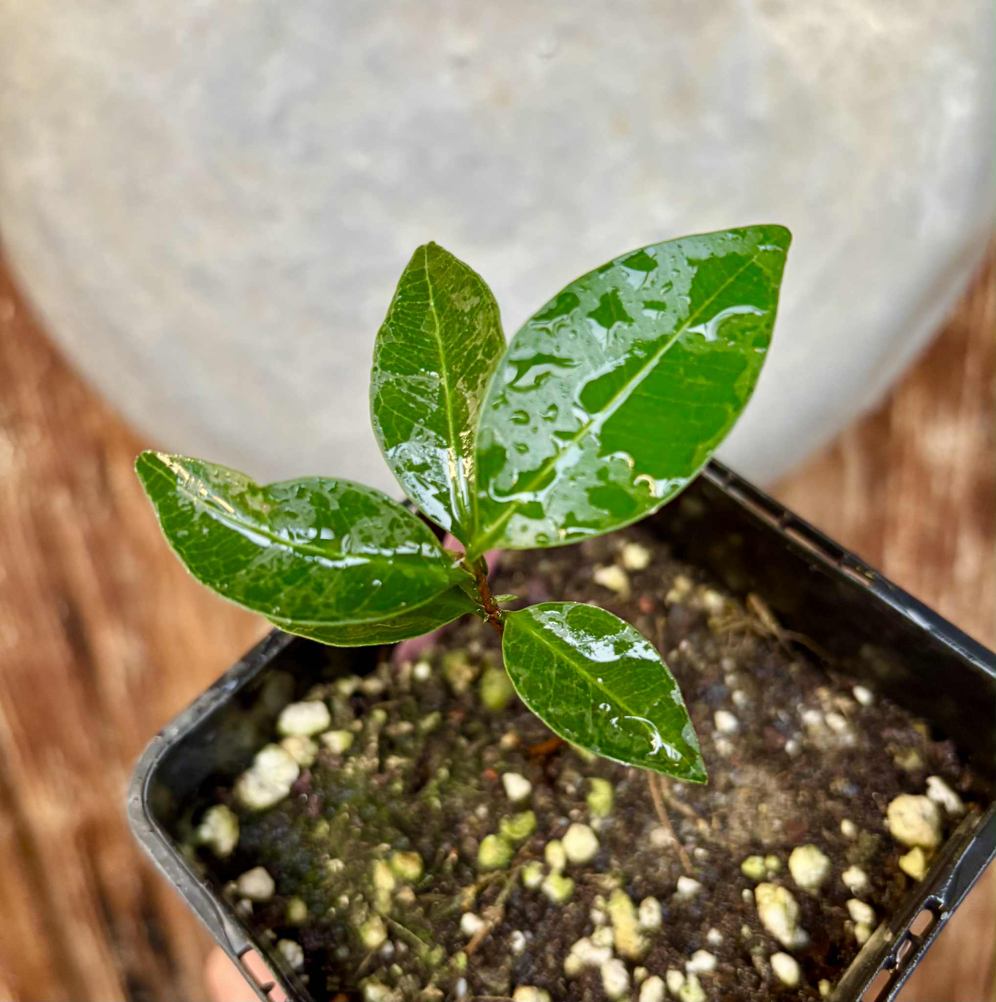 Eugenia sp Amarela Redonda - 1 potted seedling / 1 getopfter Sämling