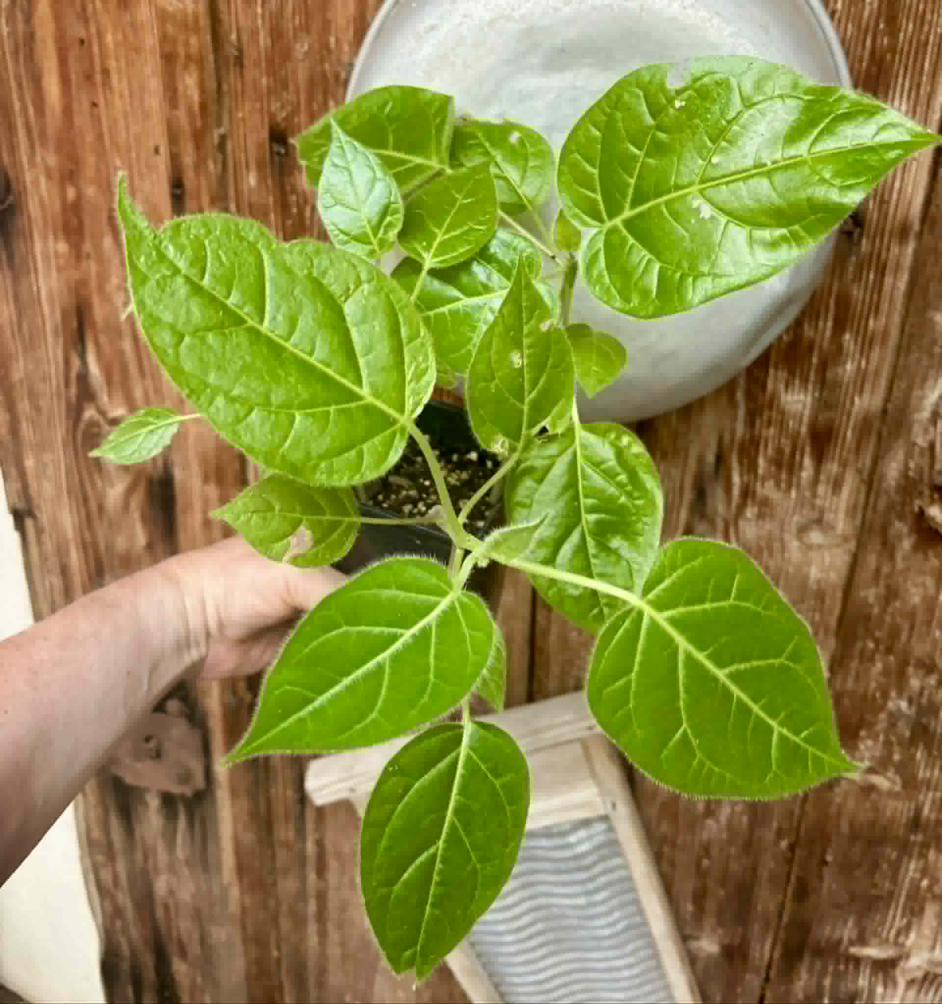 4 in 1 pot - Solanum sibundoyense - 4 seedlings in one pot / 4 Sämlinge in einem Topf