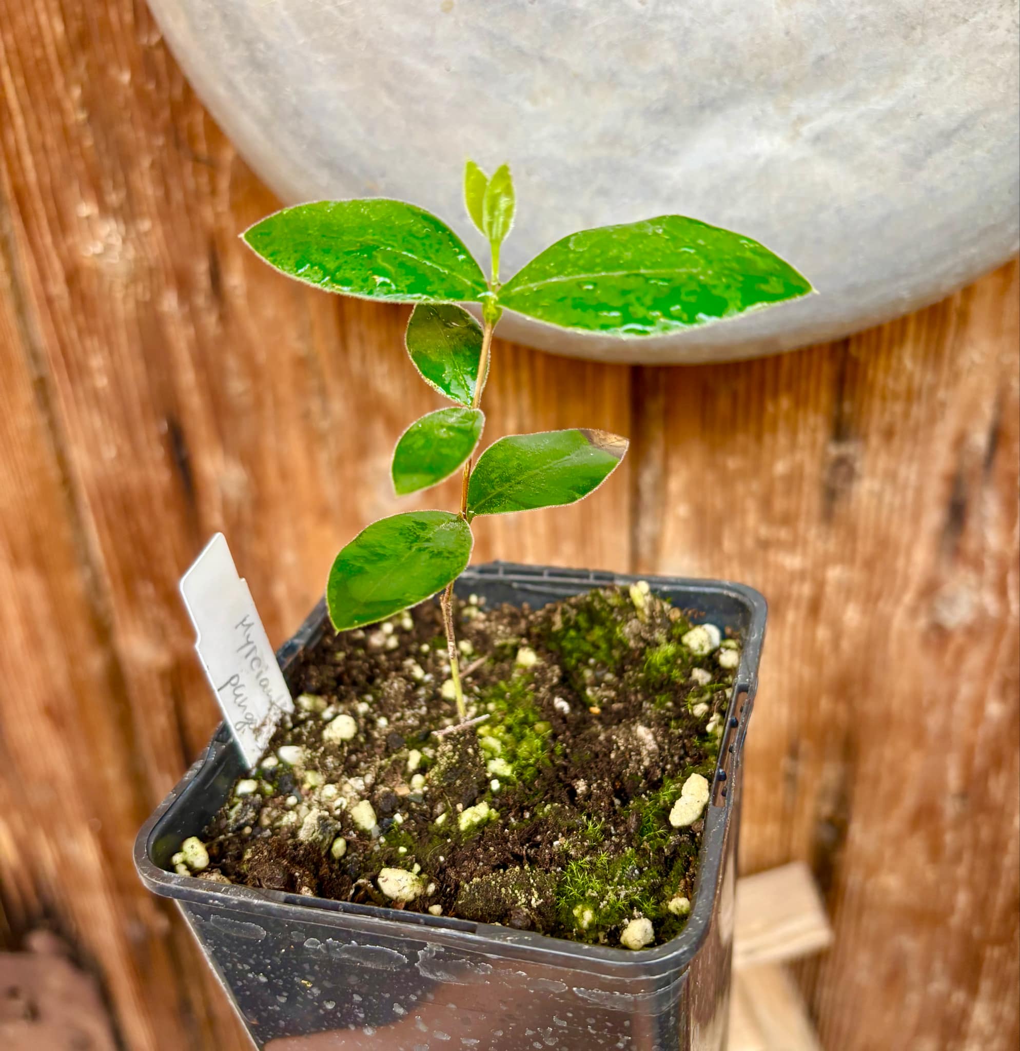 Myrcianthes pungens - Guabiju - 1 potted plant / 1 getopfte Pflanze Myrcianthes pungens - Guabiju - 1 potted plant / 1 getopfte Pflanze