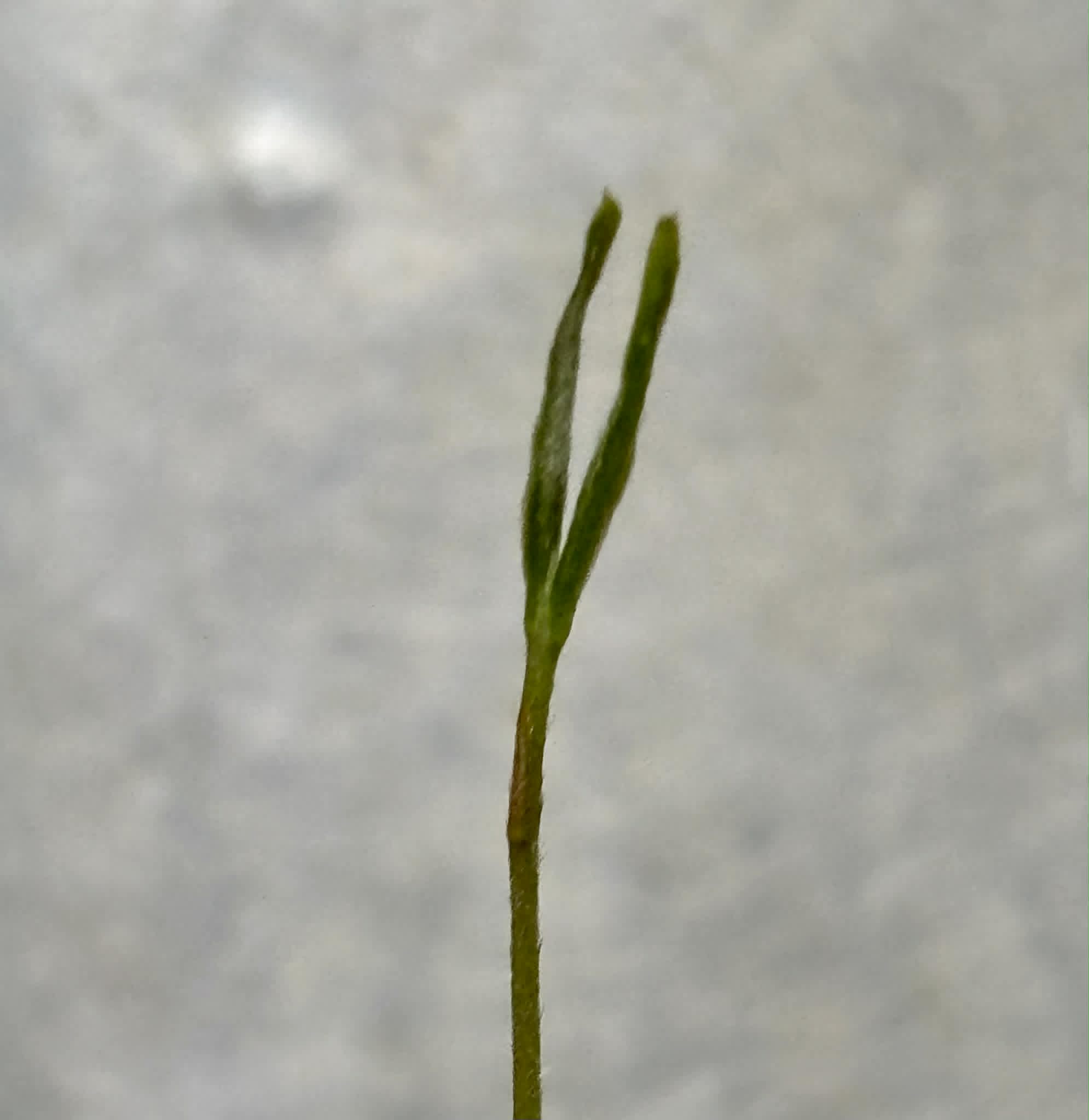 Eugenia sp amarela de Rondonia - 1 potted seedling / 1 getopfter Sämling