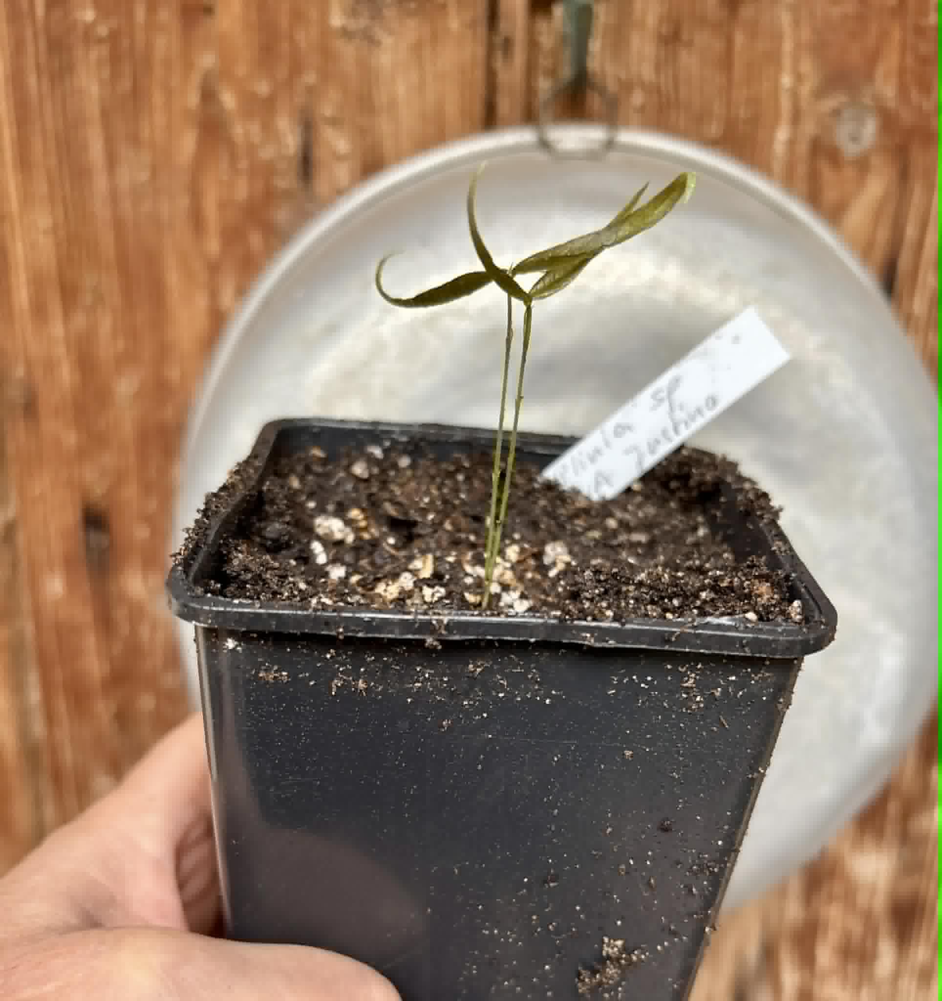 Plinia sp UNA justino -  1 potted seedling / 1 getopfter Sämling
