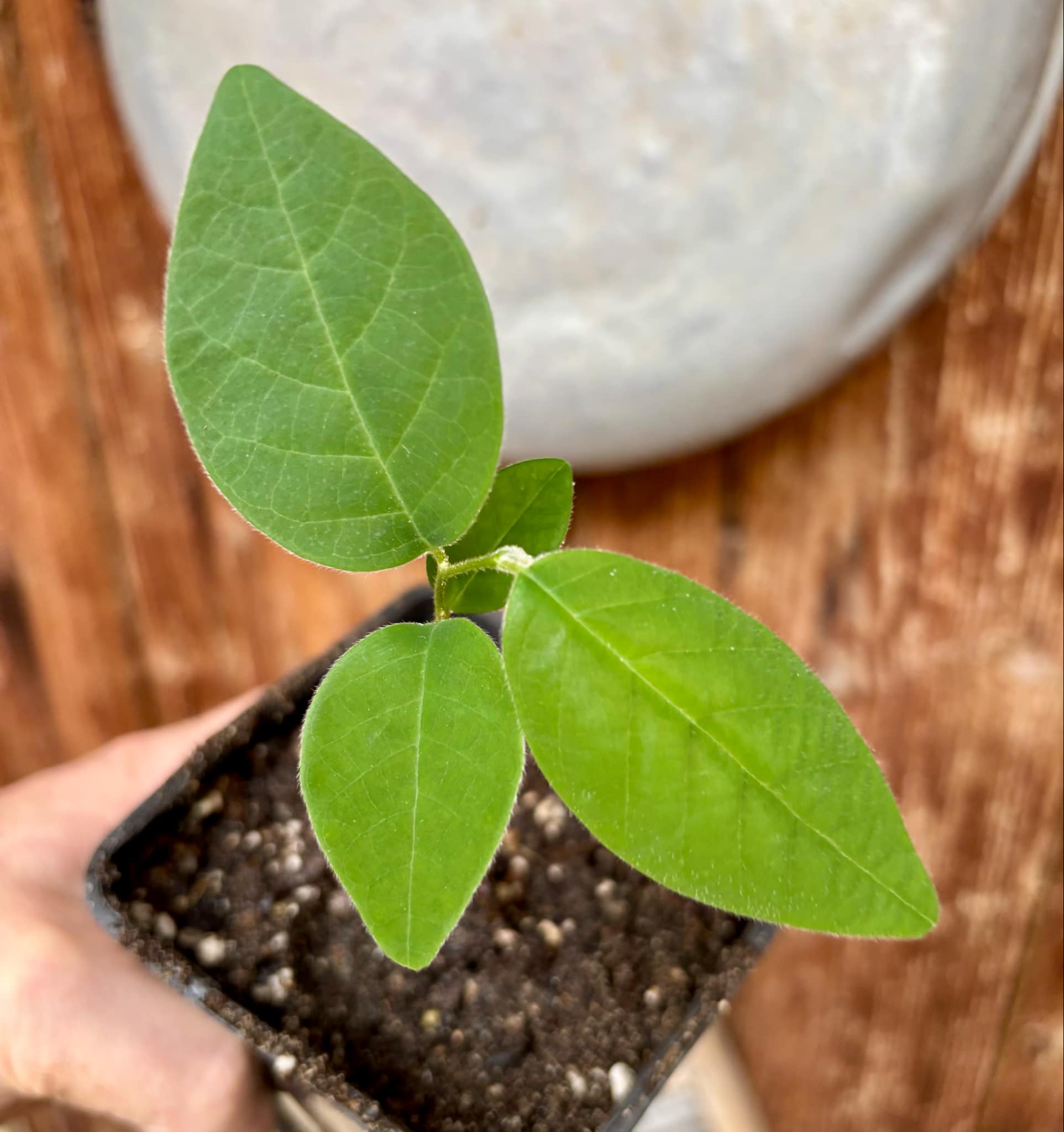 Annona sylvatica - 1 small potted plant / 1 kleine, getopfte Pflanze