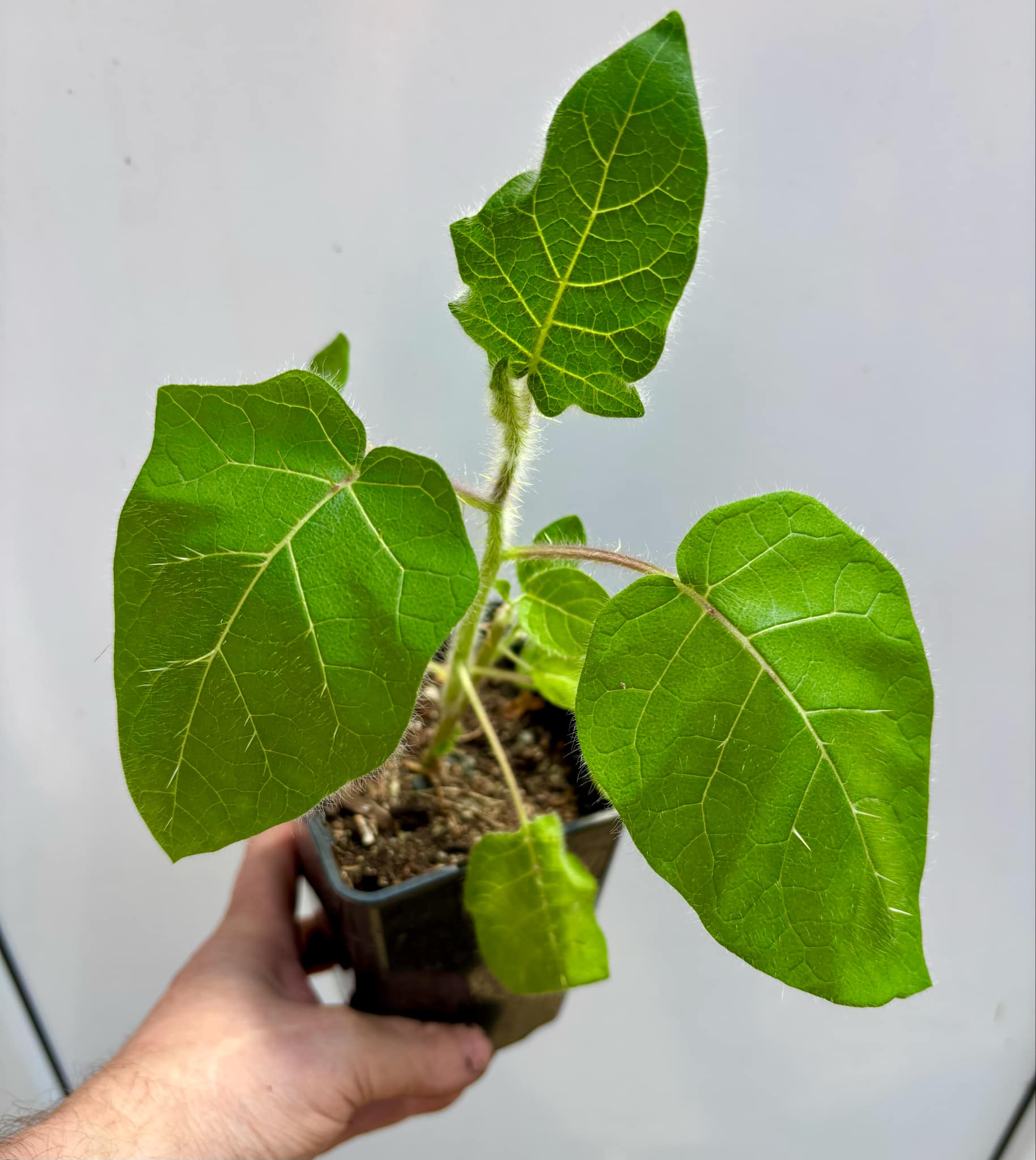 Solanum vestissimum - 1 potted plant / 1 getopfte Pflanze Solanum vestissimum - 1 potted plant / 1 getopfte Pflanze