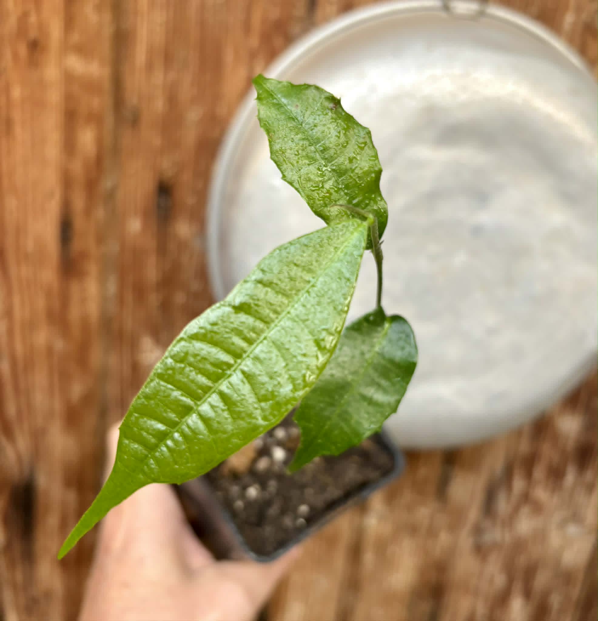 Brosimum alicastrum - Maya nut / Maya Nuss - 1 potted plant / 1 getopfte Pflanze
