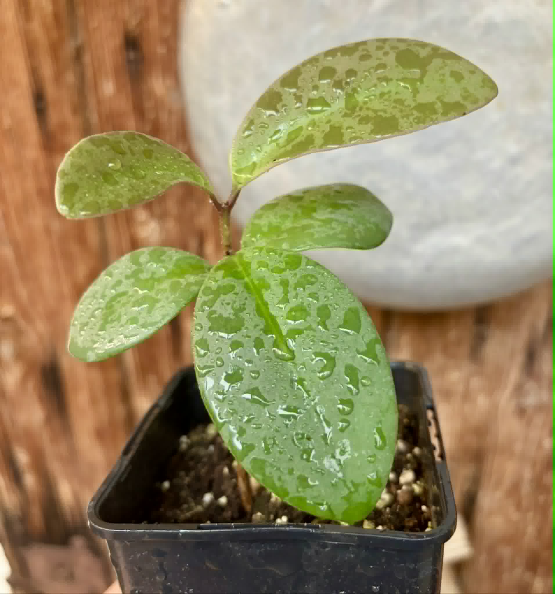Eugenia sp Unana -  1 potted seedling / 1 getopfter Sämling