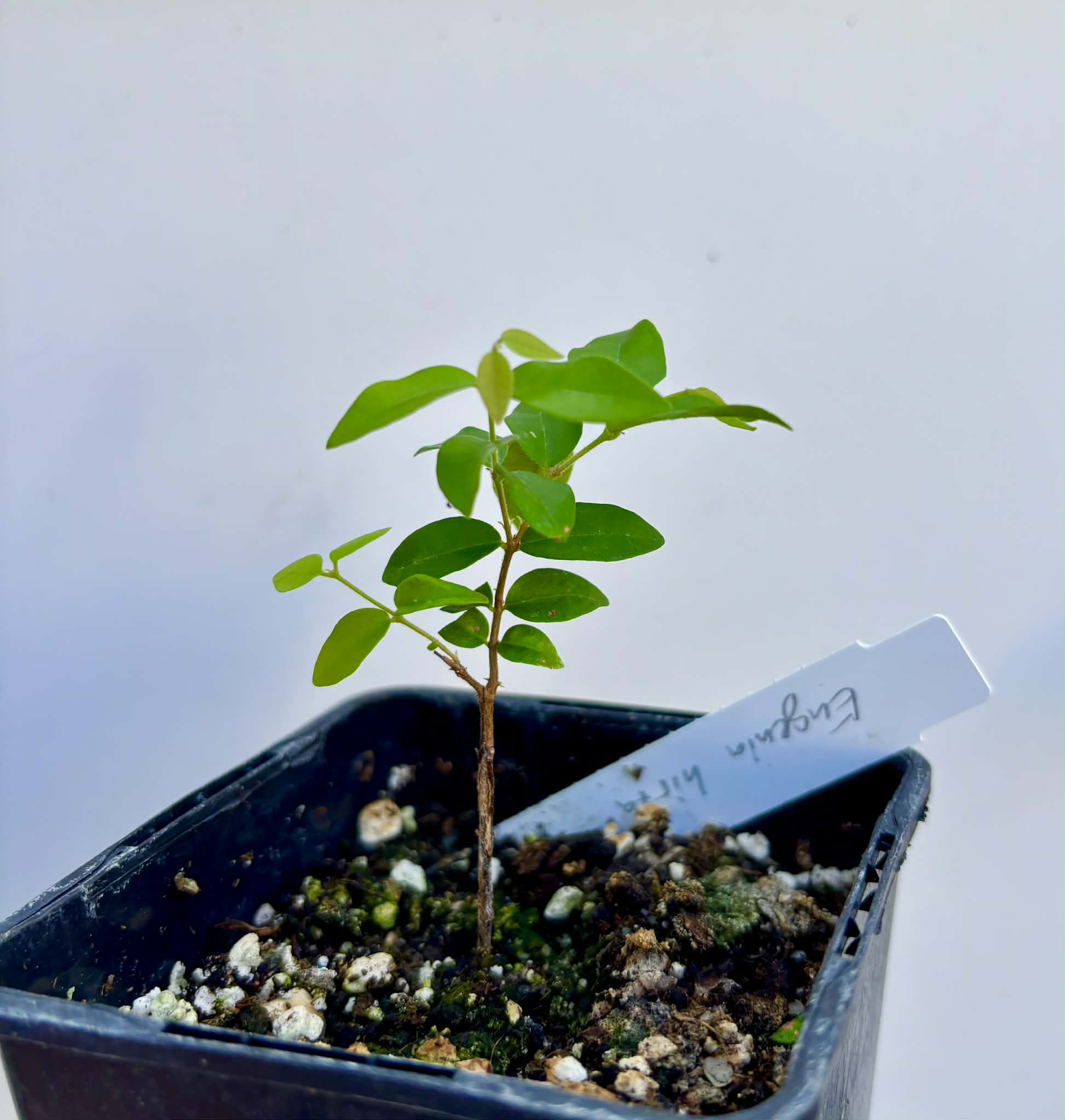 Eugenia hirta - 1 potted seedling/ 1 getopfter Sämling