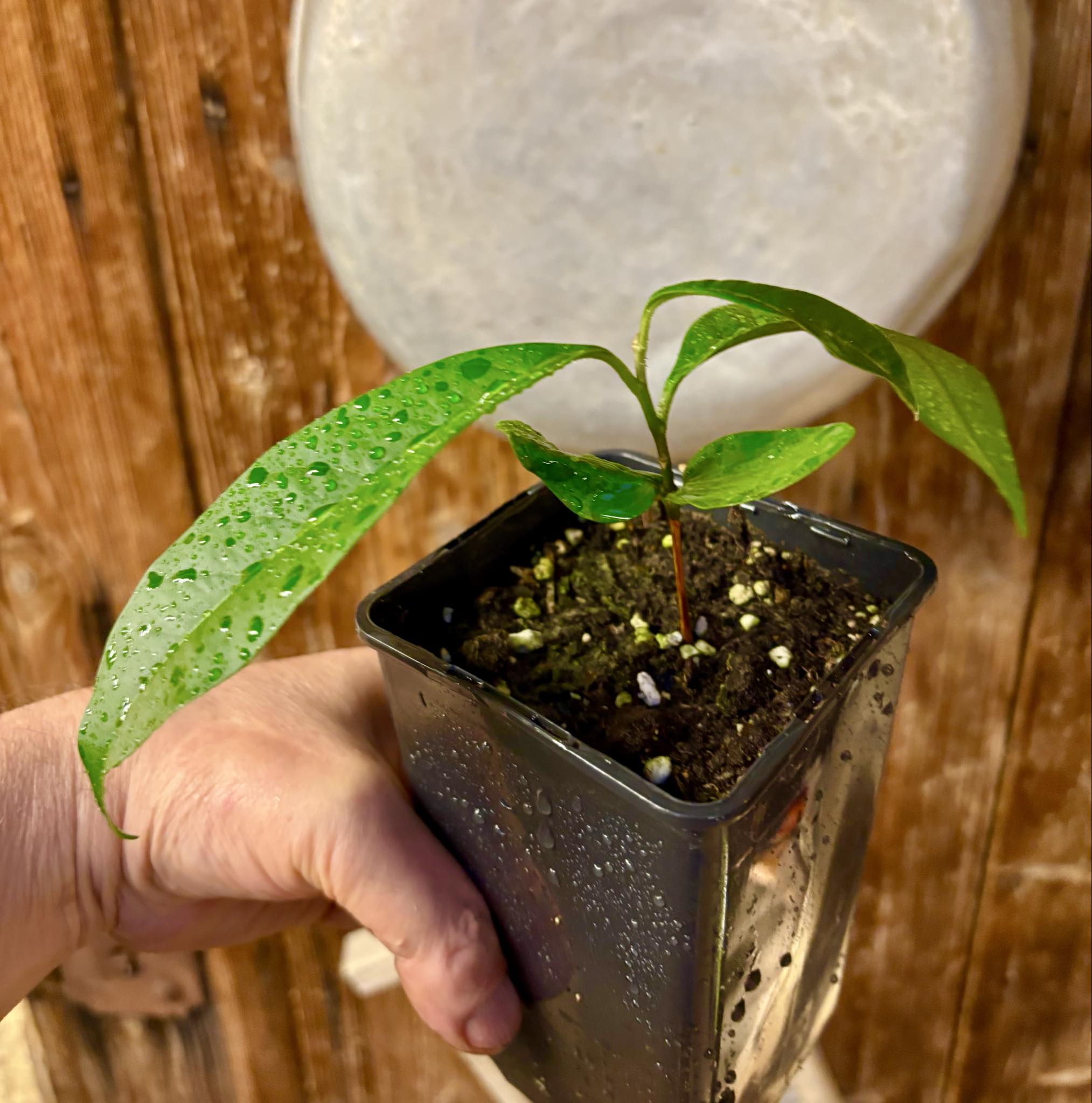 Aquai (Chrysophyllum gonocarpum)  -  1  potted seedling / 1 getopfter Sämling Aquai (Chrysophyllum gonocarpum)  -  1  potted seedling / 1 getopfter Sämling