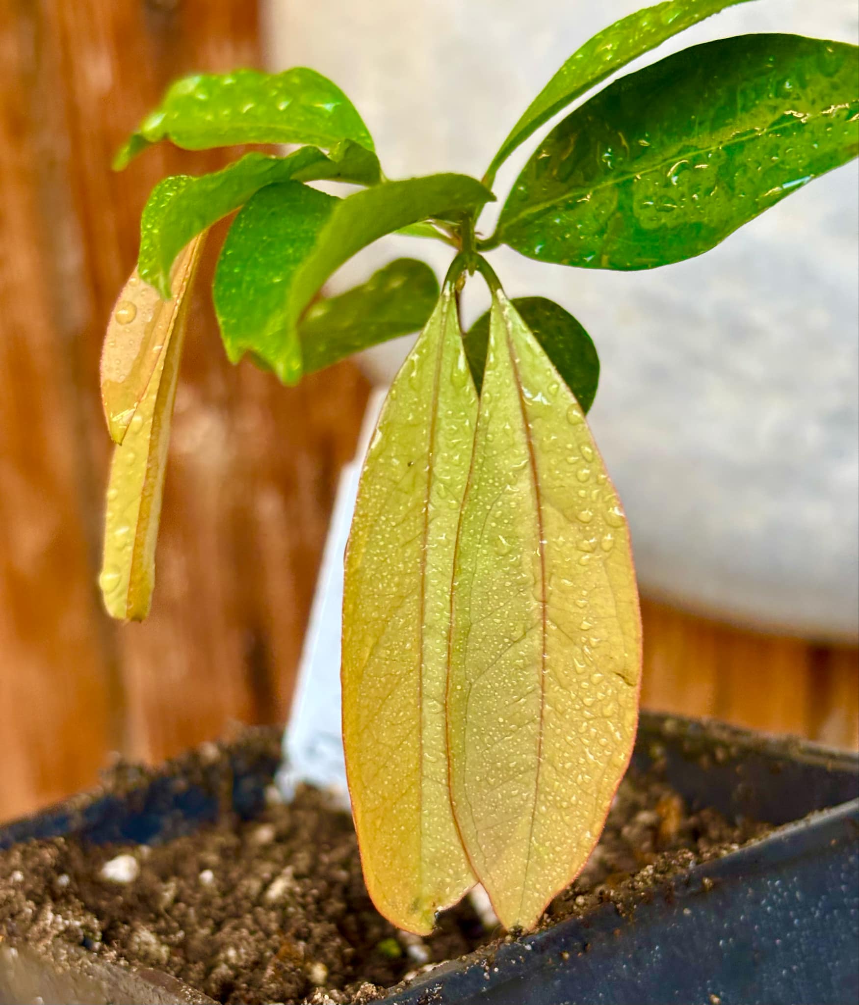 Eugenia florida - 1 potted plant / 1 getopfte Pflanze