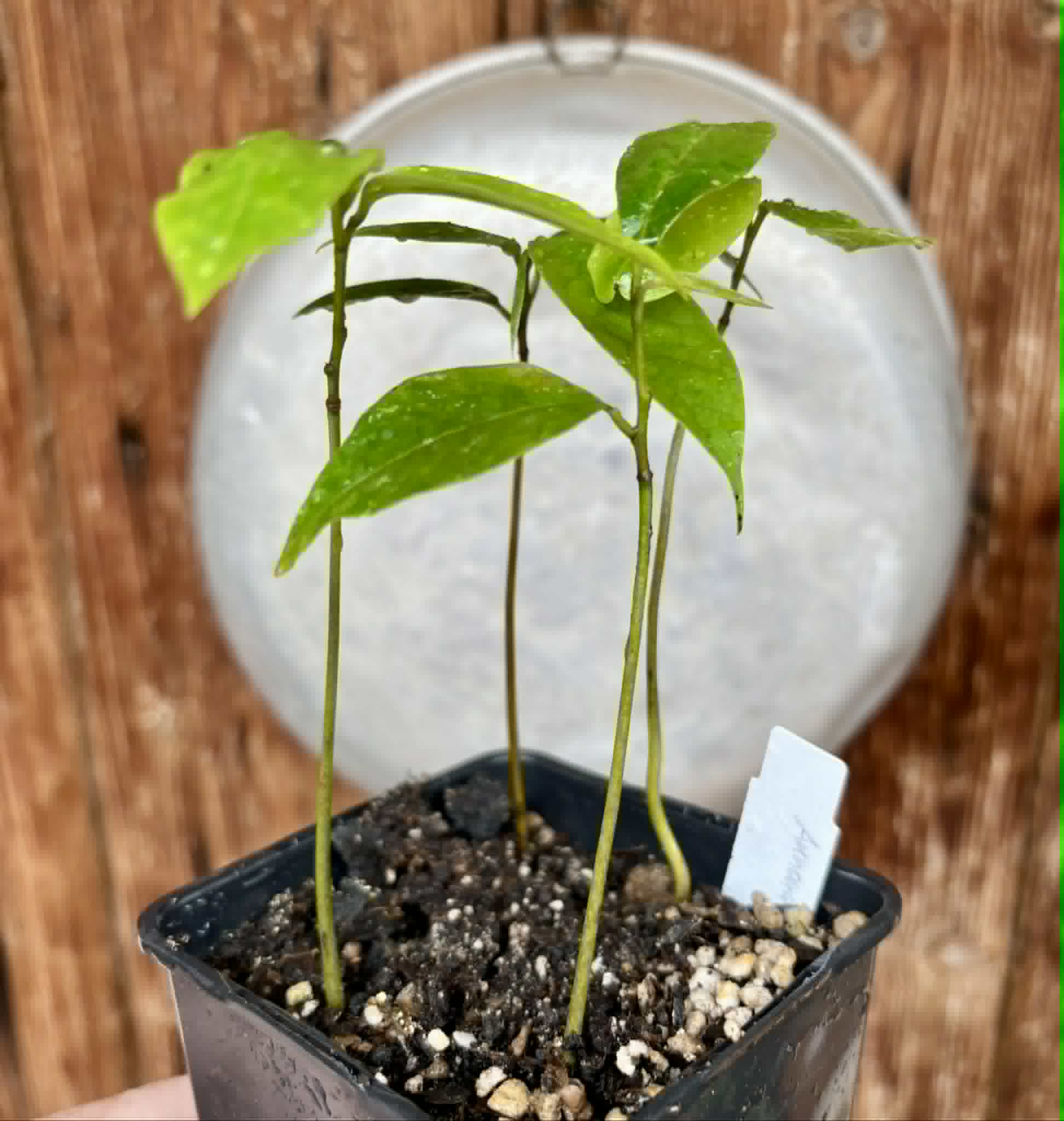 4 in 1 pot - Annona muricata - Soursop / Stachelannone - 4 seedlings in one pot / 4 Sämlinge in einem Topf