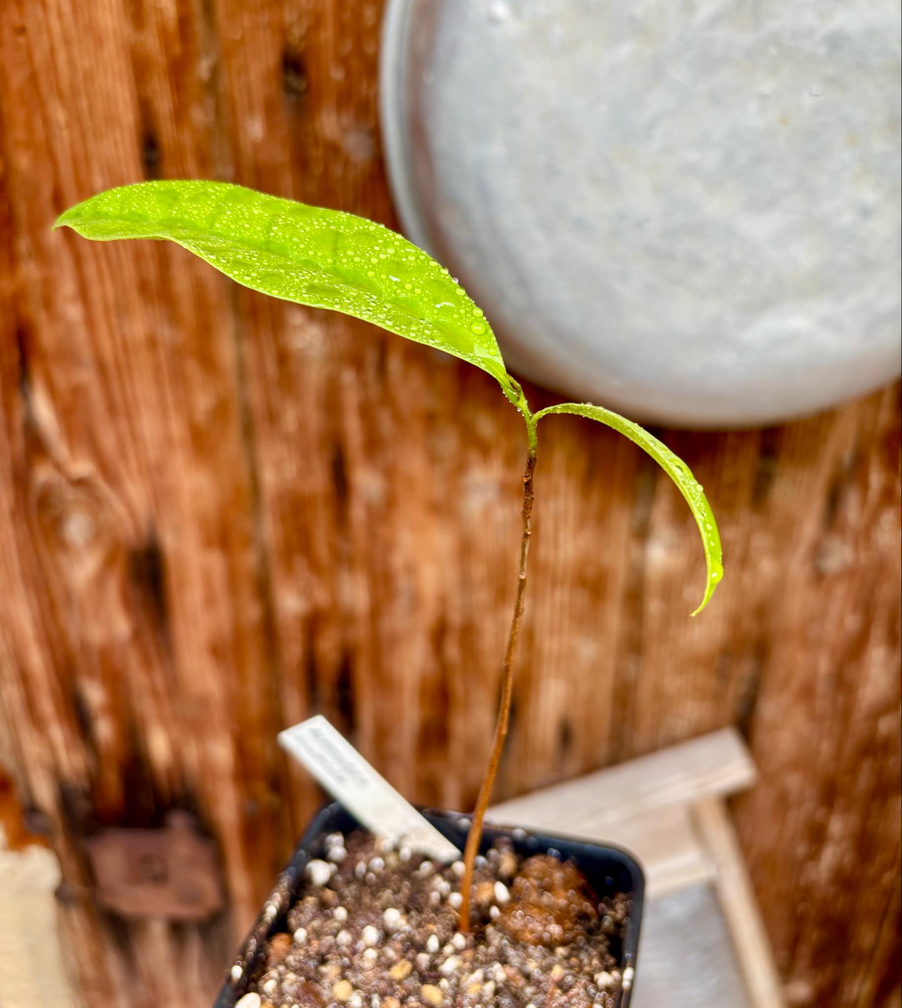 Malaysian Pawpaw - Alphonsea elliptica  - 1 potted plant / 1 getopfte Pflanze