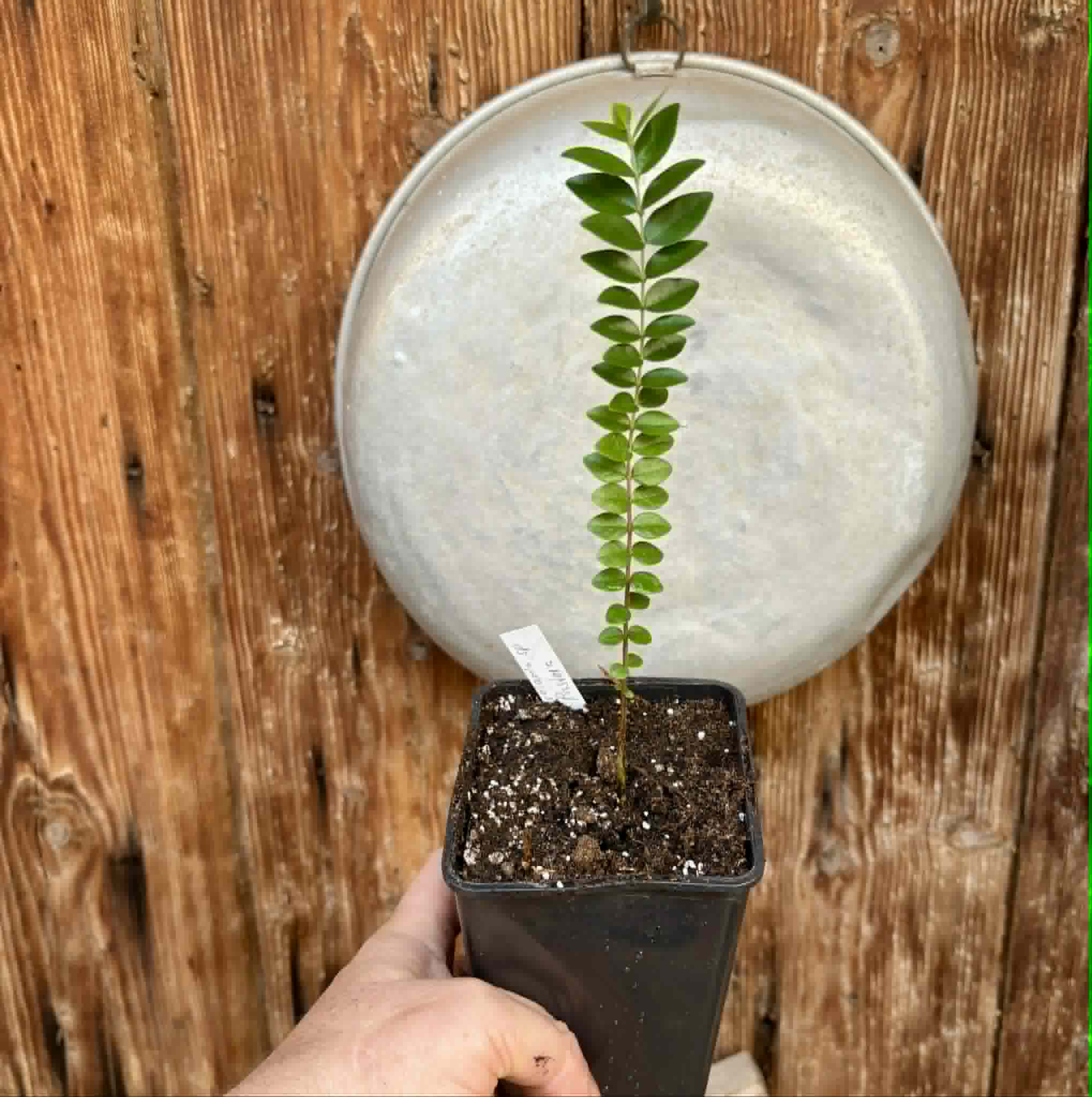 Myrciaria sp Pastora - 1 potted plant / 1 getopfte Pflanze