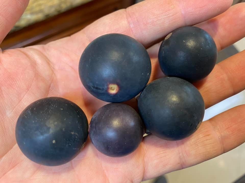 Blue Jaboticaba - Myrciaria vexator - 1 fresh seed / 1 frischer Samen