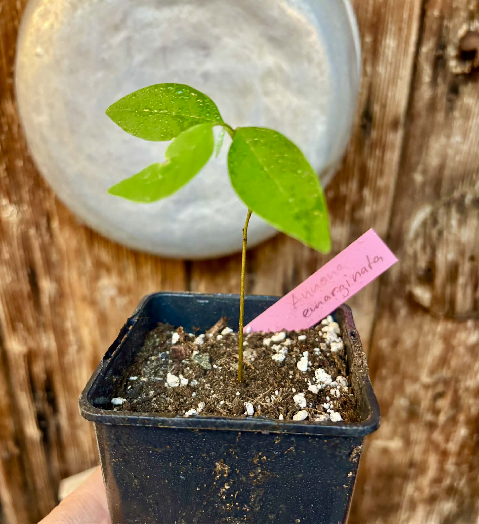Annona emarginata - 1 potted plant / 1 getopfte Pflanze 