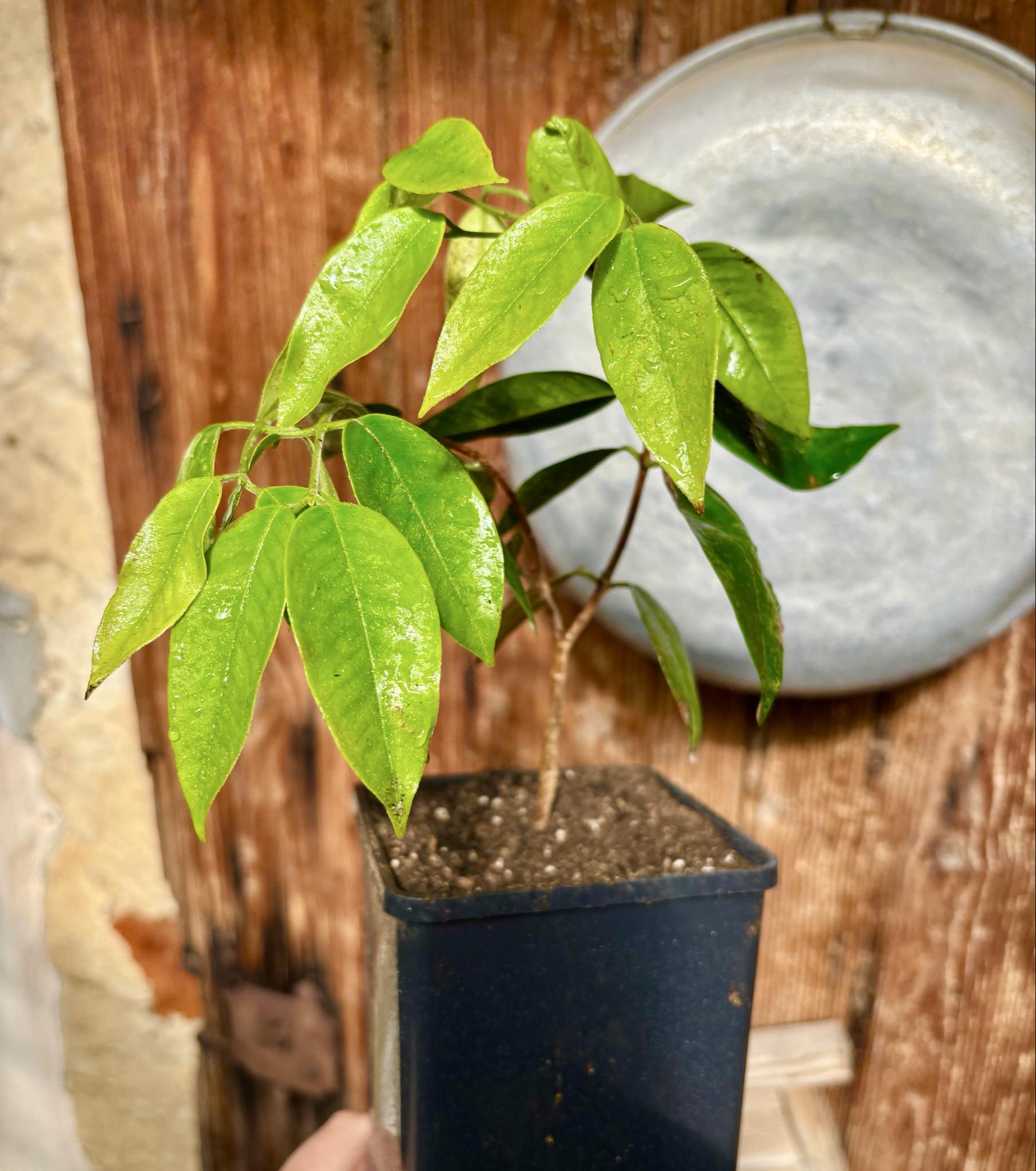 over two years old - Cambuca (Plinia edulis) - 1 potted plant / 1 getopfte Pflanze