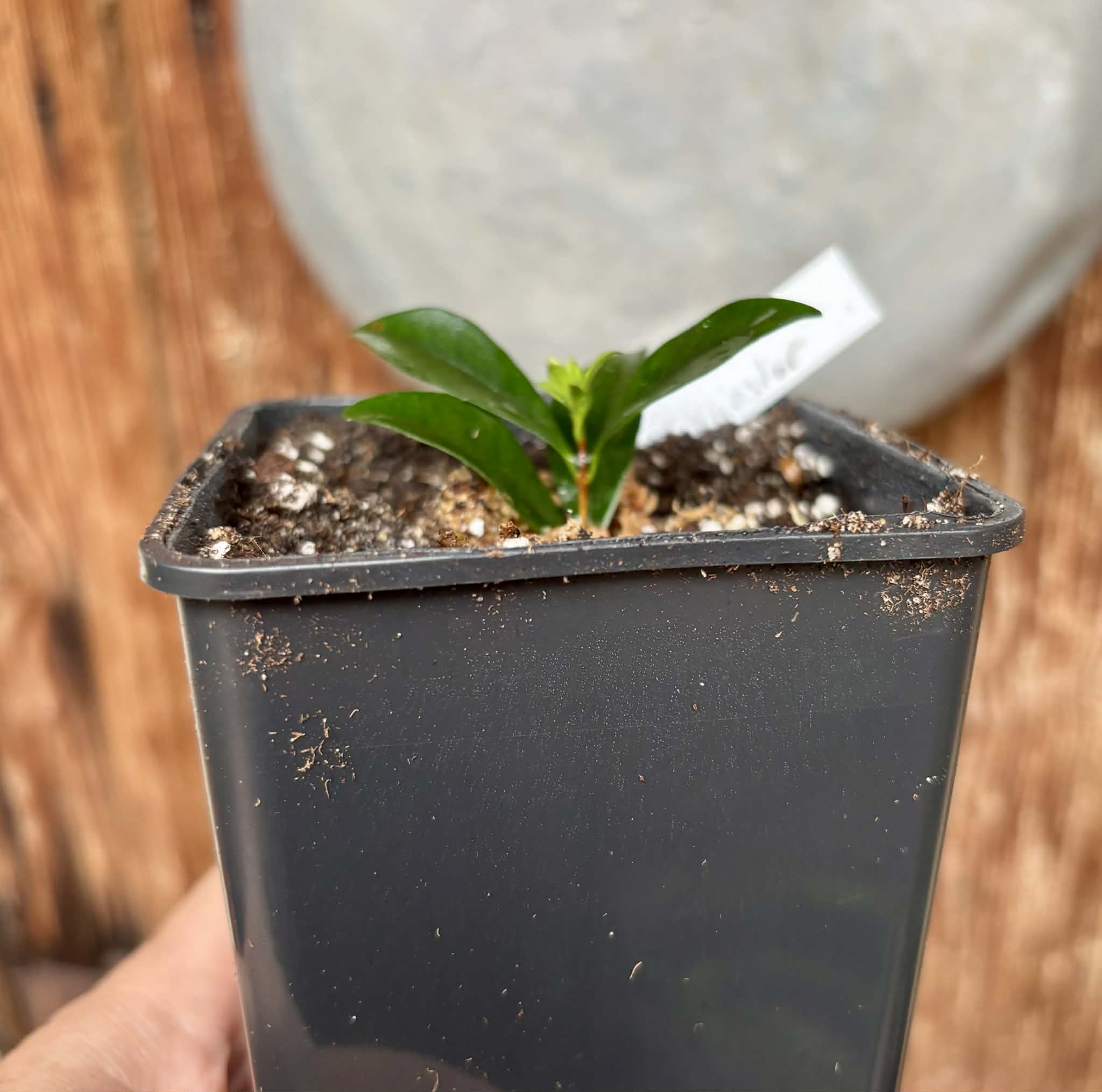 rooted cutting from adult plant - Cherry of Anestor (Eugenia involucrata var minutifolia) - 1 potted plant / 1 getopfte Pflanze