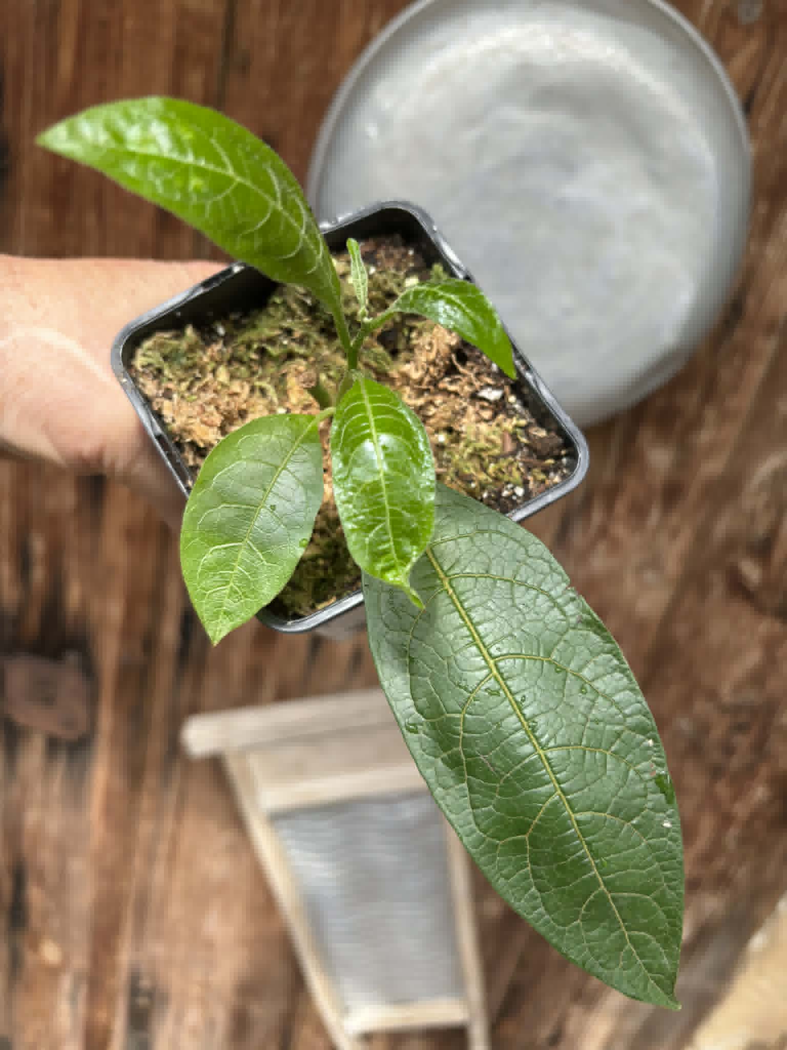 rooted cutting from adult plant - Juá do Jequitinhonha (Solanum schizandrum) - 1 potted plant / 1 getopfte Pflanze