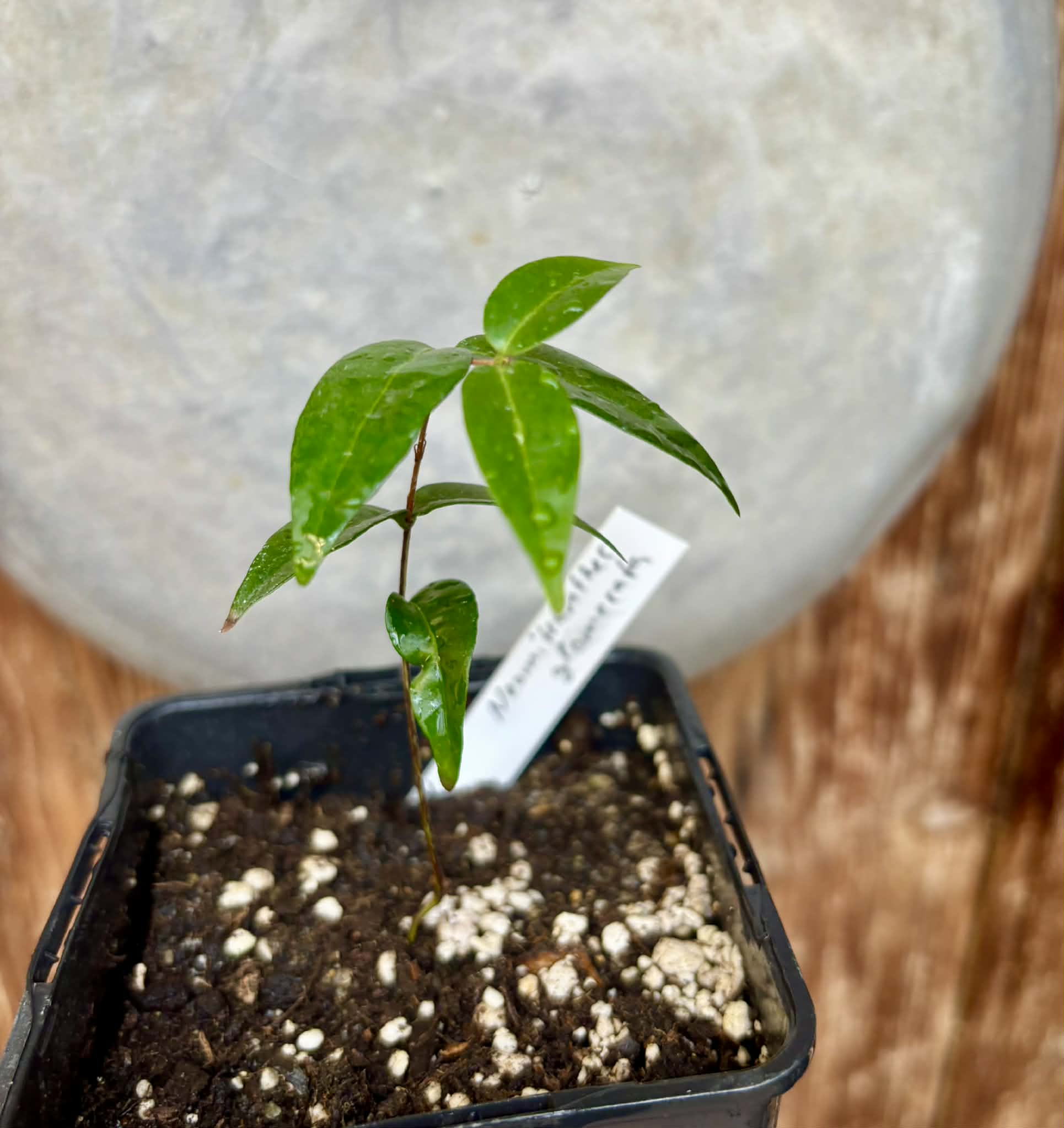 Cabeludinha do Brejo (Neomitranthes glomerata) - 1 potted seedling/ 1 getopfter Sämling