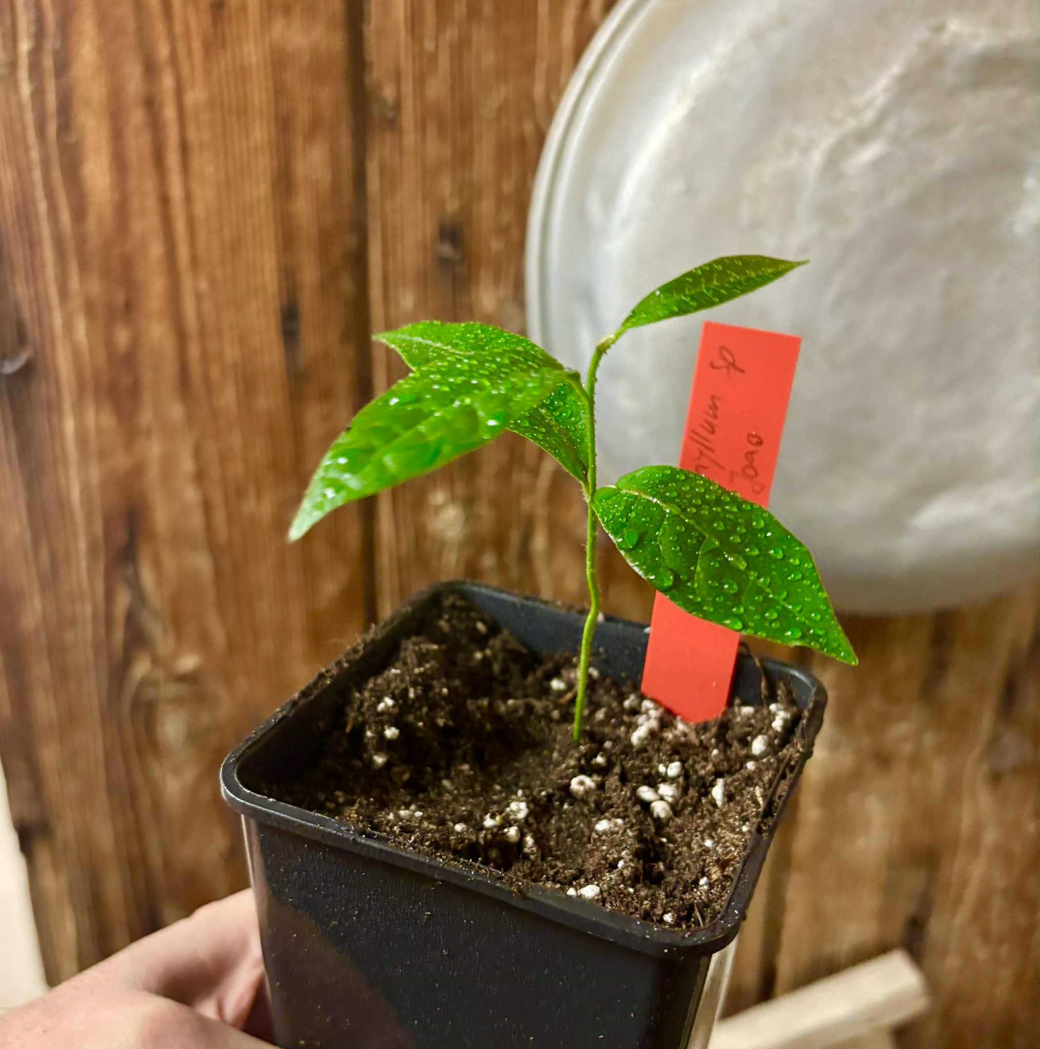 Goiapeba - Chrysophyllum sp Sao Joao - 1 potted seedling / 1 getopfter Sämling