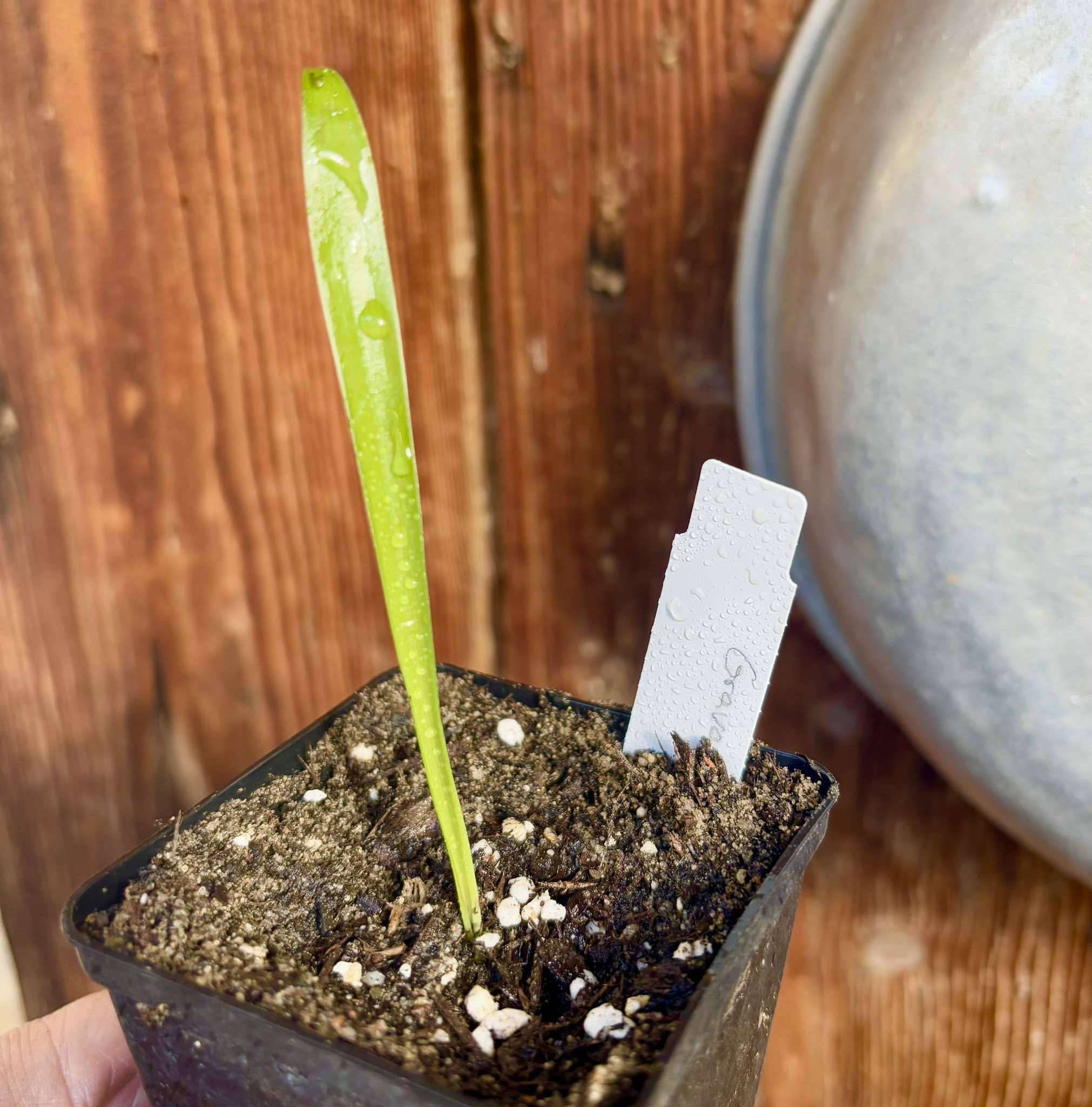 Gravata (Bromelia antiacantha)  -  1 small potted seedling / 1 kleiner, getopfter Sämling
