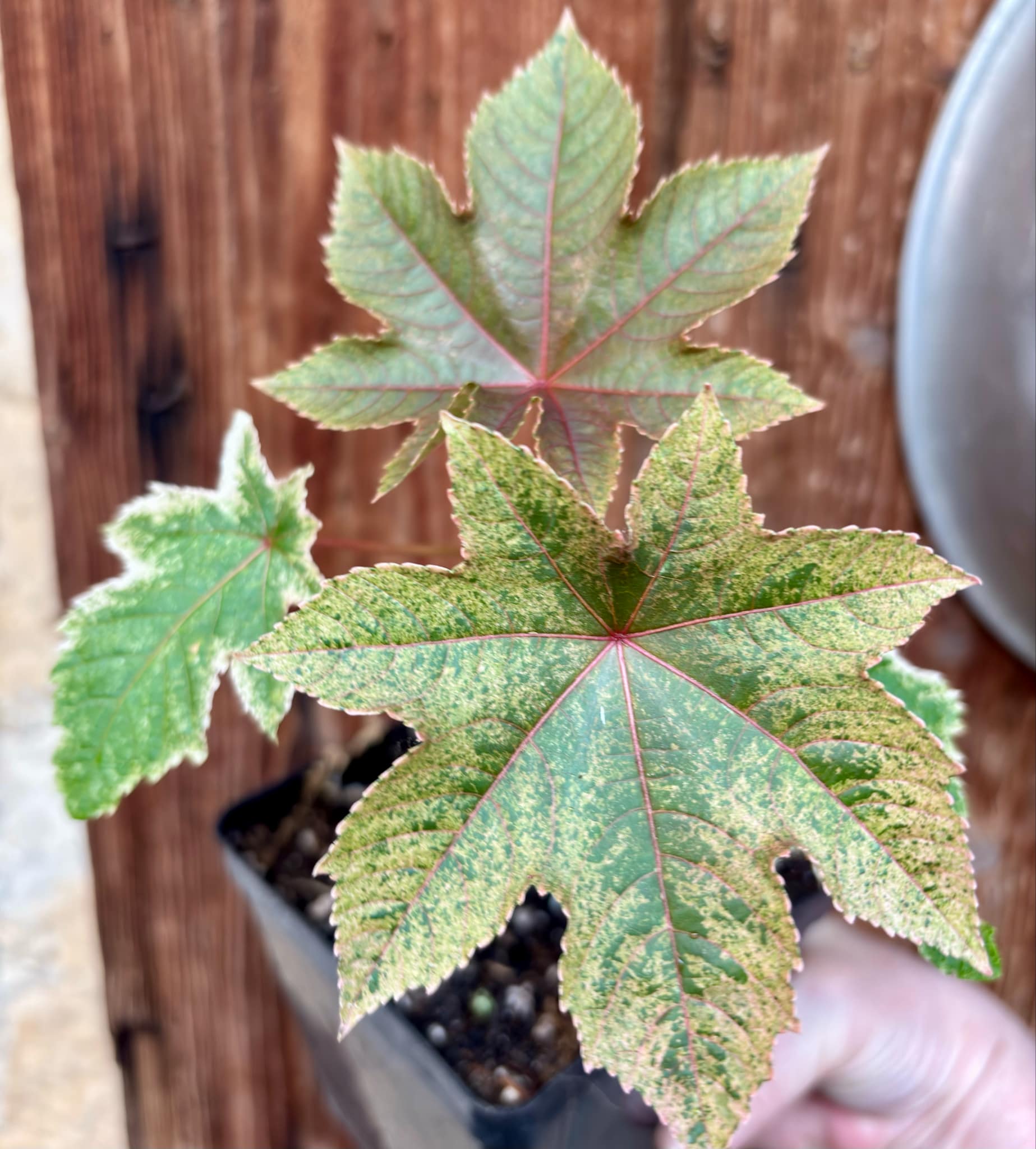 Ricinus communis VARIEGATED -  1  potted plant / 1 getopfte Pflanze