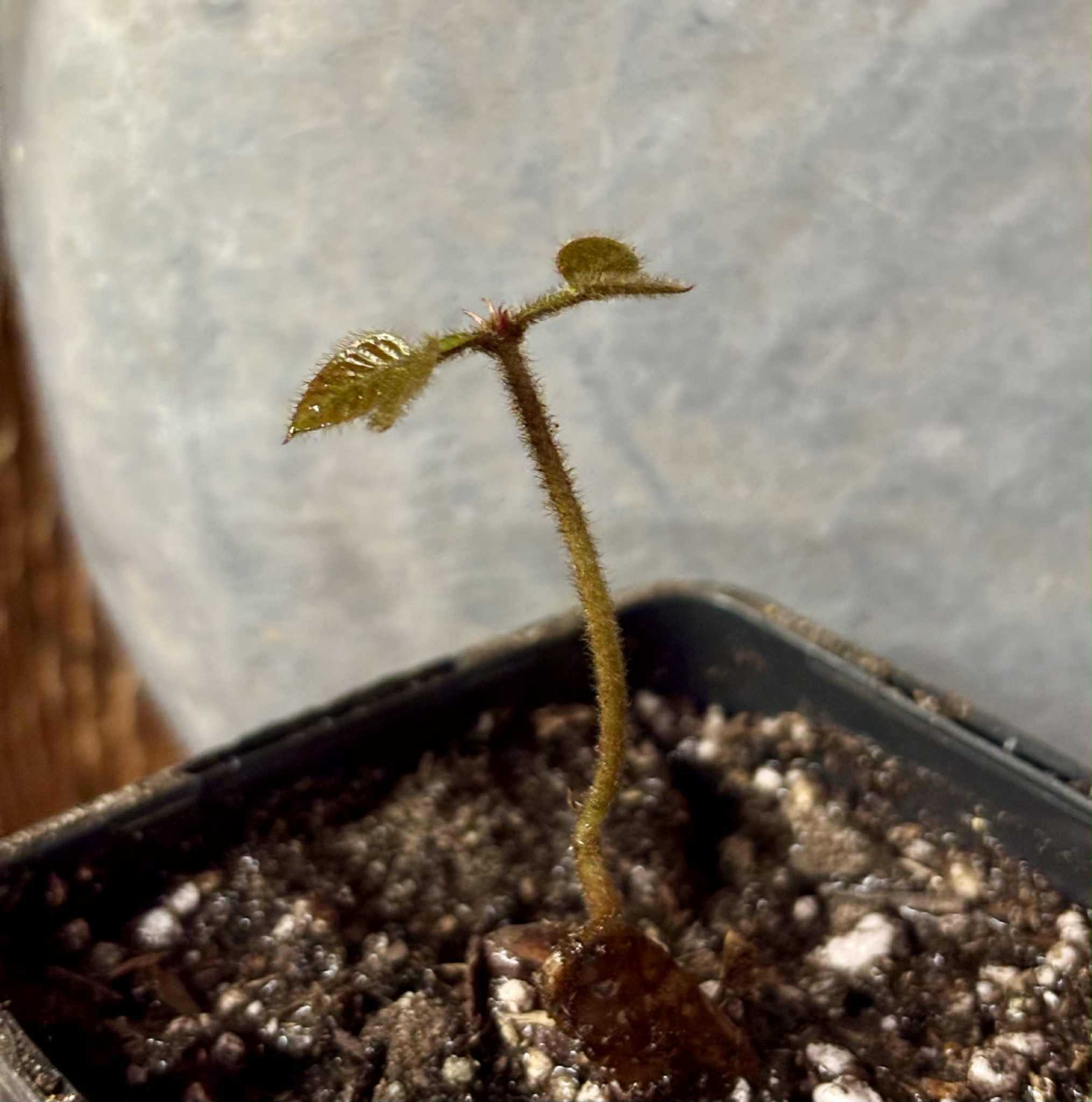 Inga aptera  - 1 potted seedling / 1 getopfter Sämling